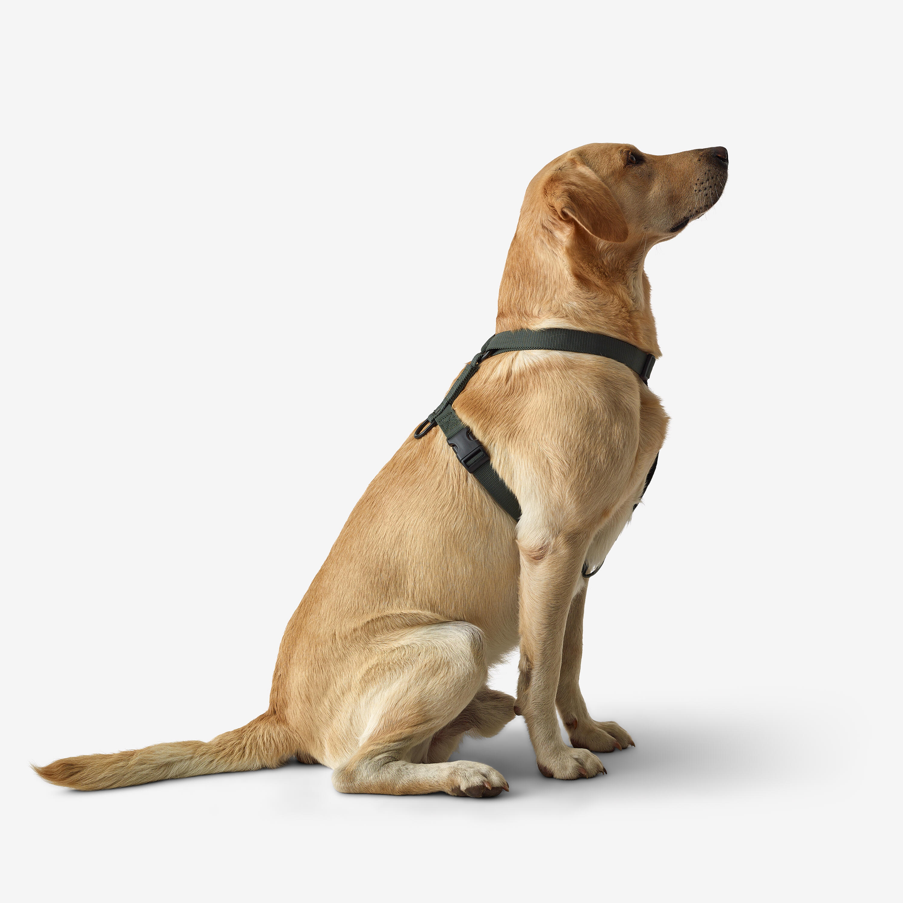 Harnais pour chien - 100 vert - SOLOGNAC