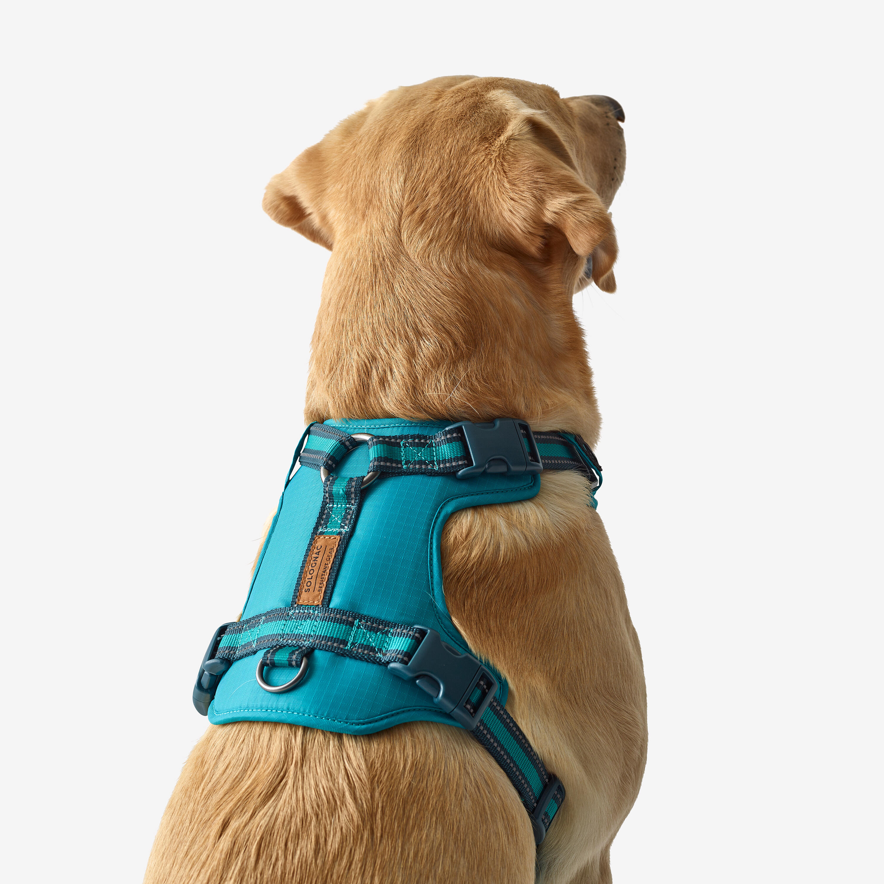 OUTDOOR 500 BLUE DOG HARNESS