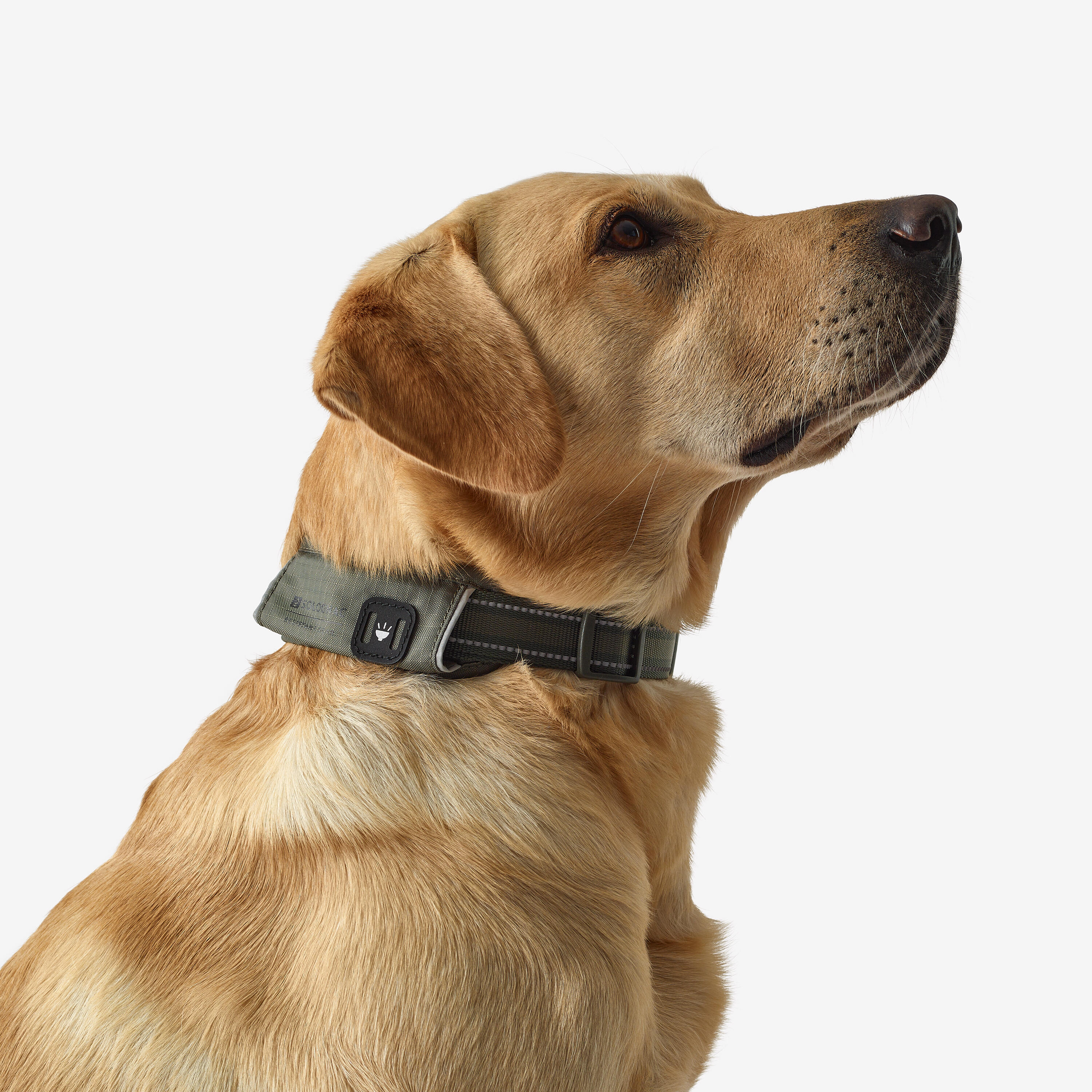 Outdoor hondenhalsband 500 3/6