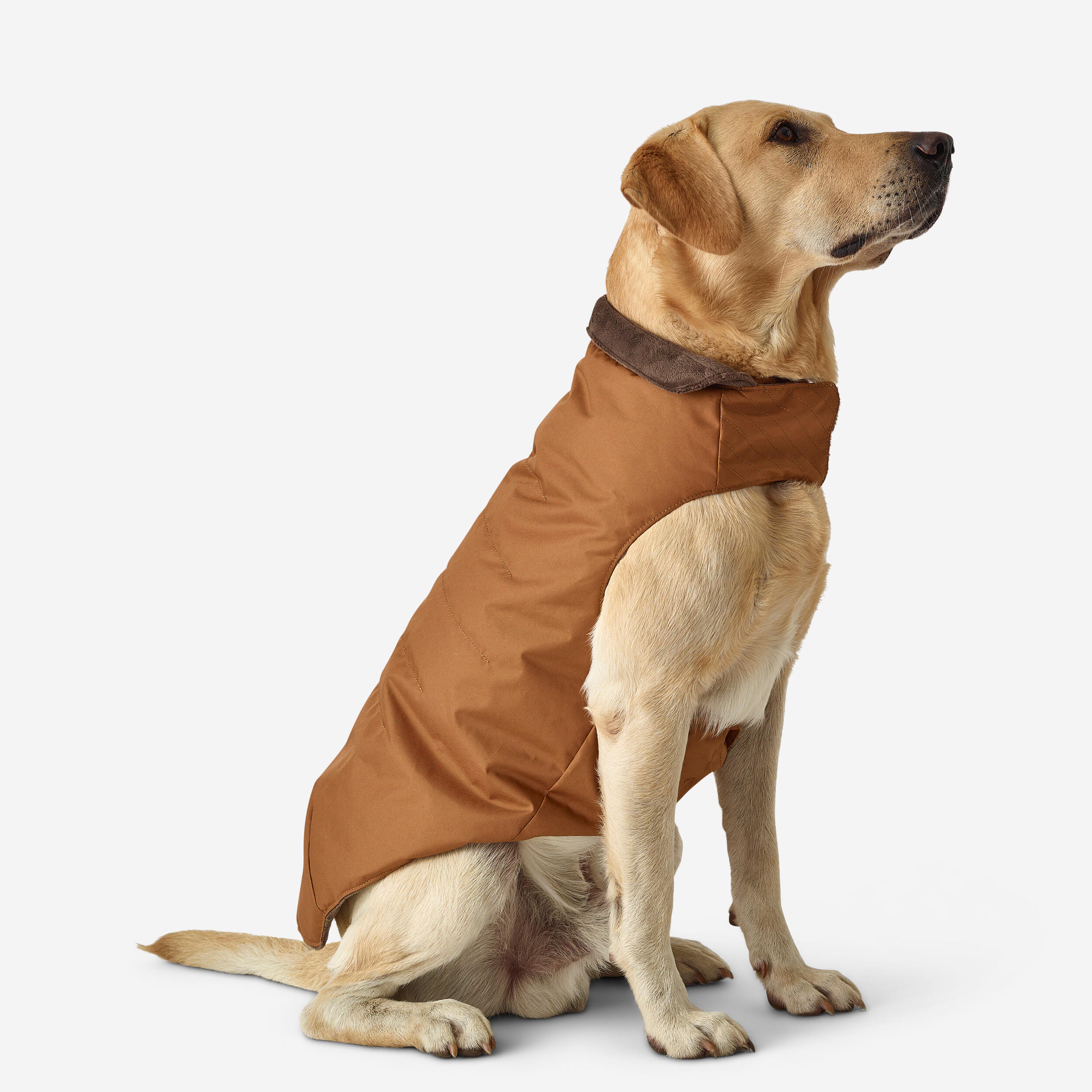 gilet chaud pour chien marron - solognac