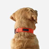 100 dog collar orange