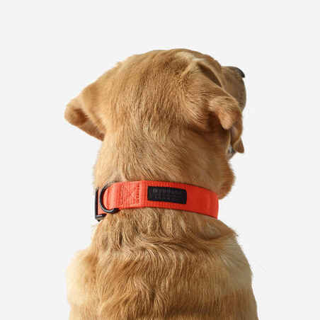 100 dog collar orange