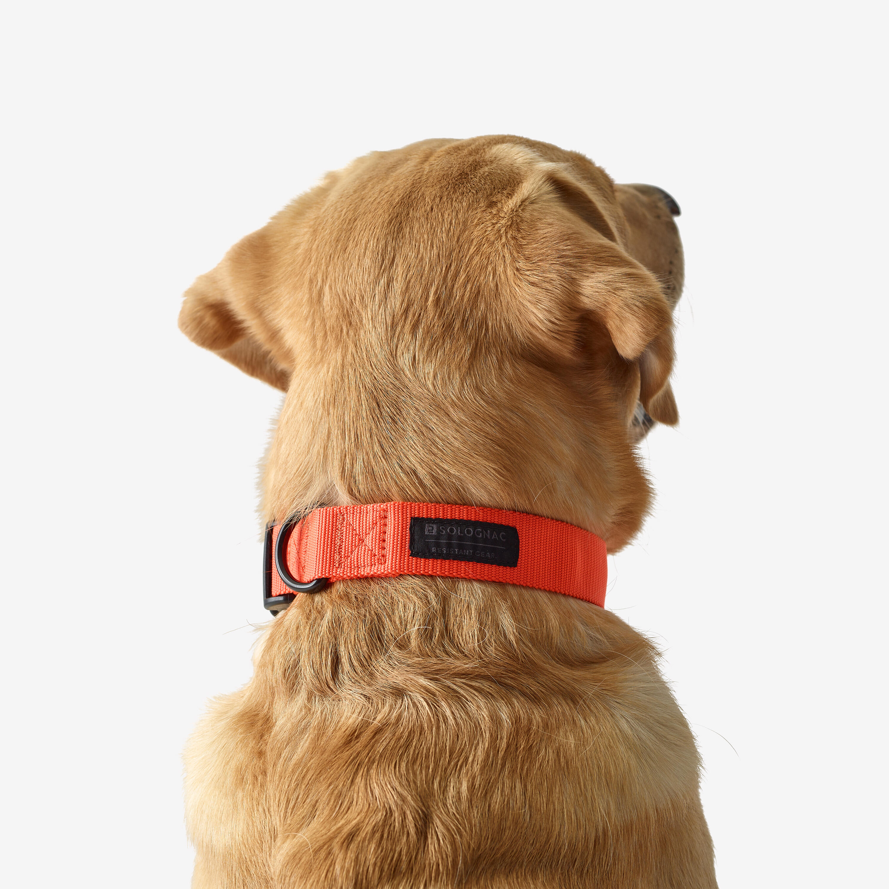 Hondenhalsband 100 oranje 2/6