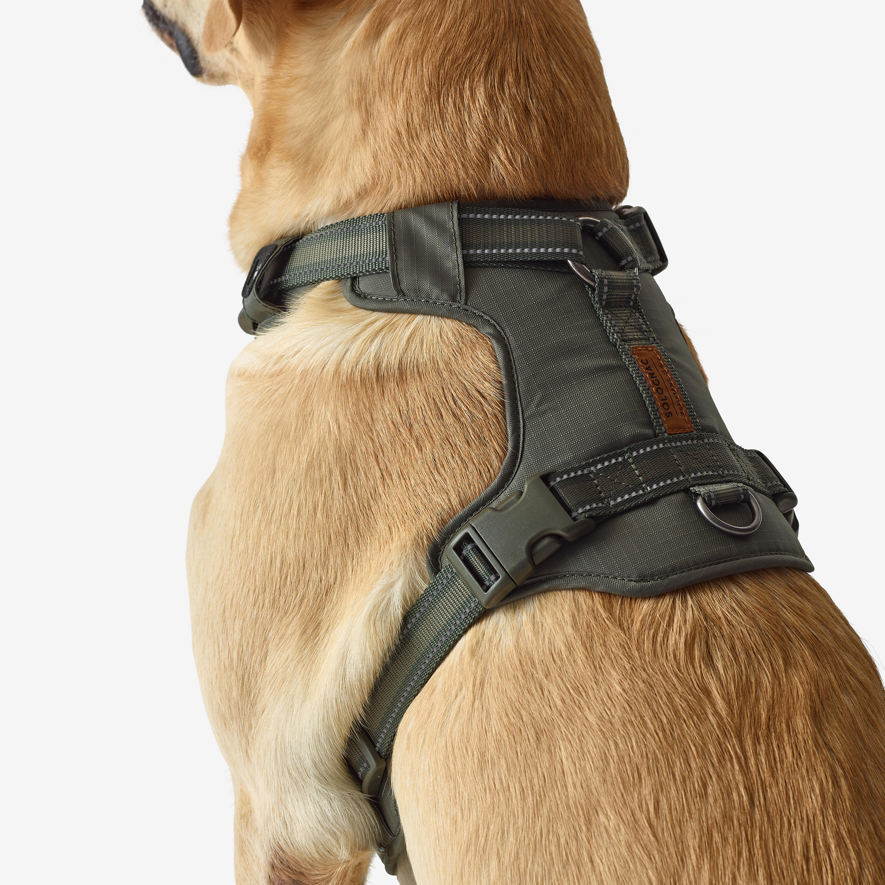 Harnais pour chien, 500 - CAPERLAN