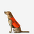 Gilet de protection pour chien Supertrack