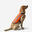Vesta pro loveckého psa 100 oranžová