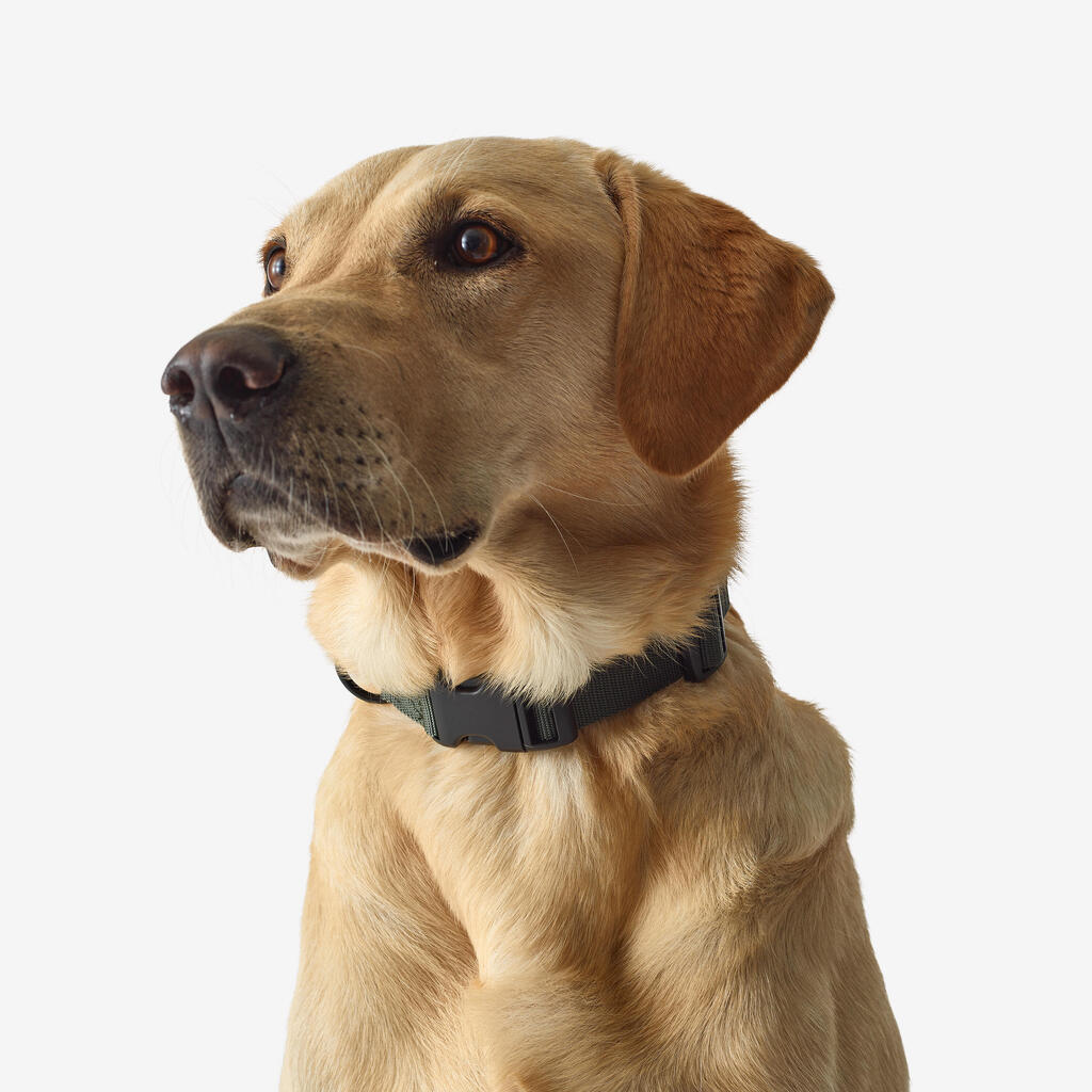 Collier chien 100 Vert