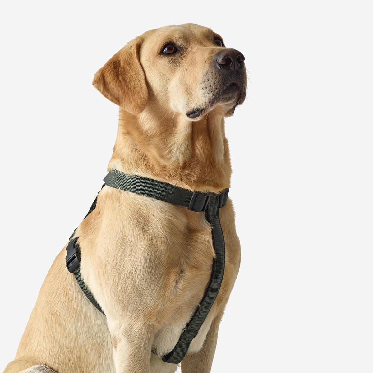 Harnais pour chien vert 100