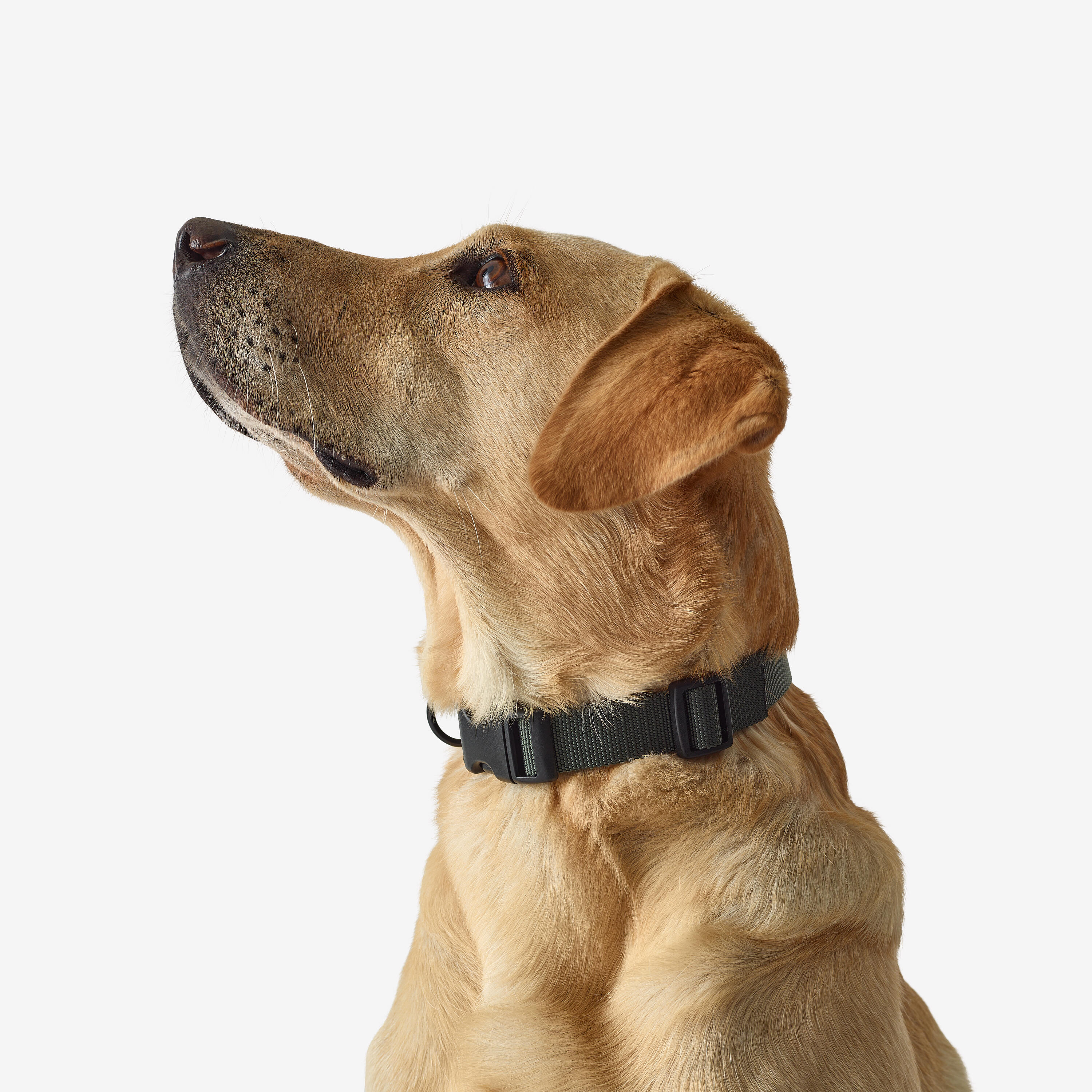 Collier pour chien - 100 vert - SOLOGNAC