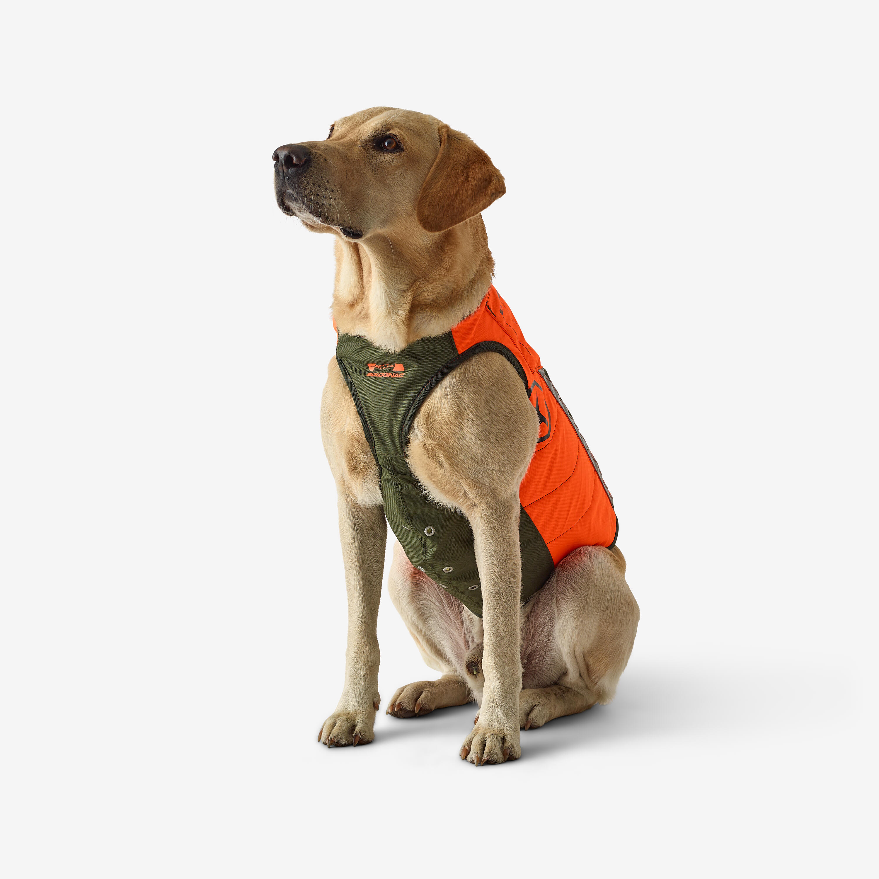 Gilet de chasse pour chien decathlon hotsell