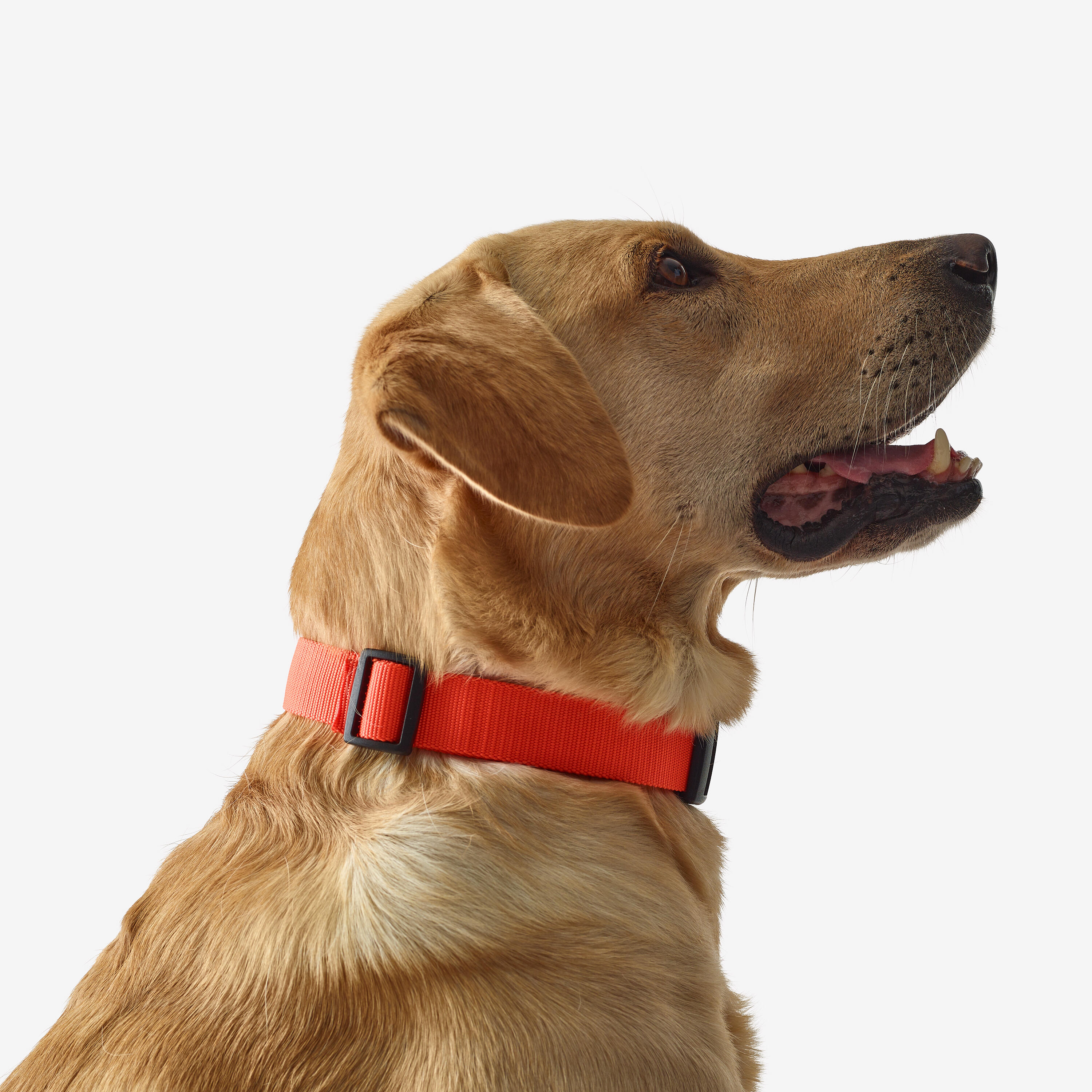Hondenhalsband 100 oranje 3/6