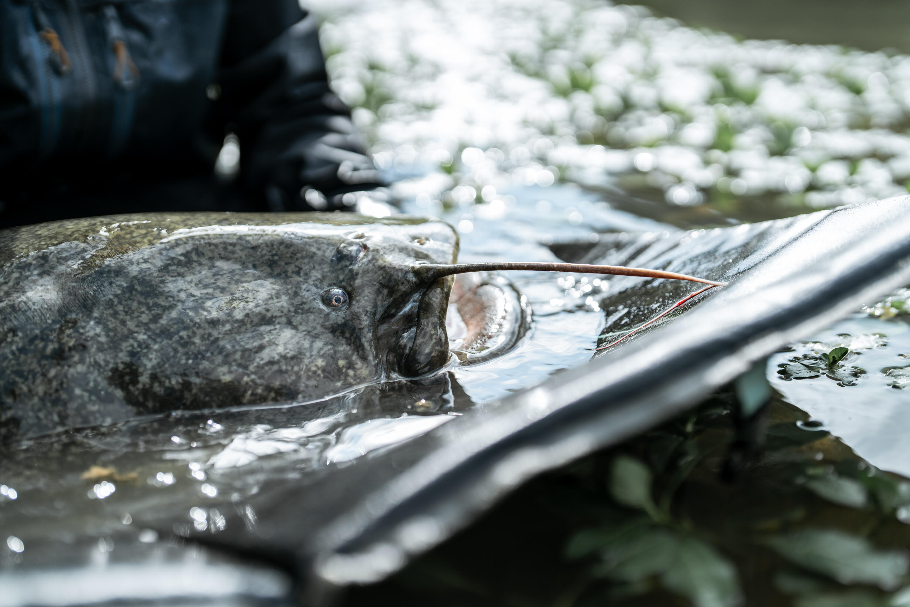 Abhakmatte SPCR 500 LM für grosse Fische  8/10