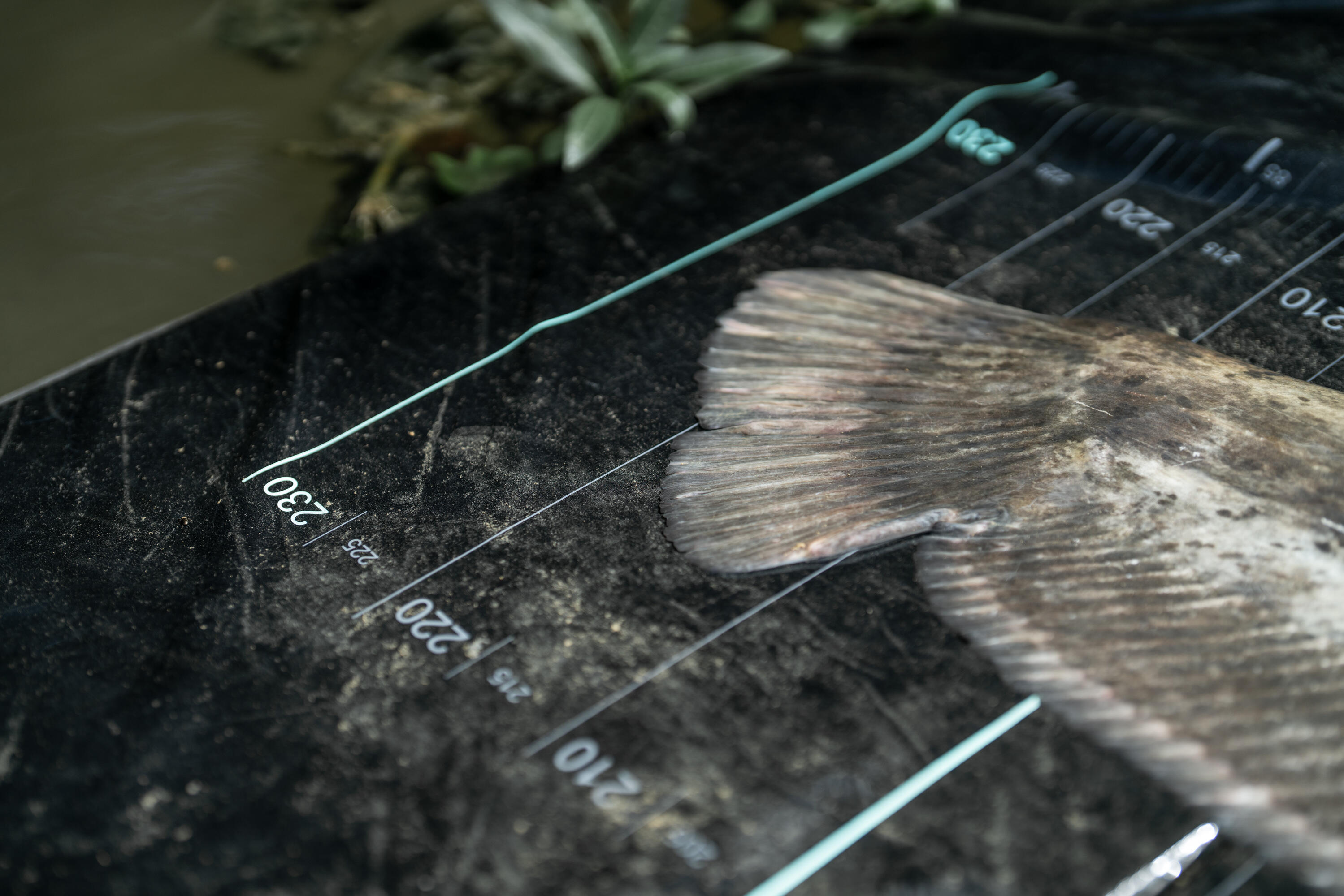 Abhakmatte SPCR 500 LM für grosse Fische  10/10