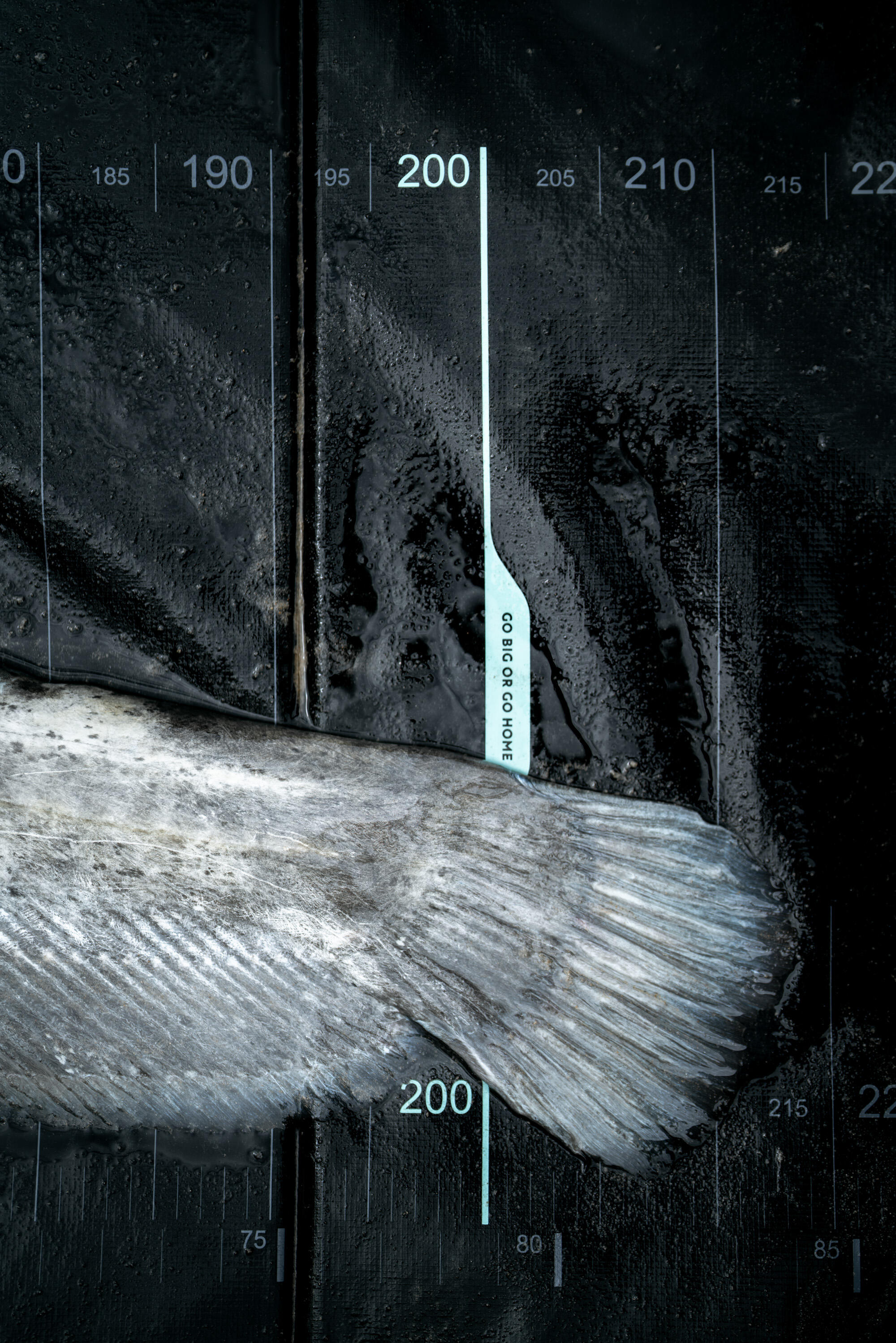 Abhakmatte SPCR 500 LM für grosse Fische  9/10