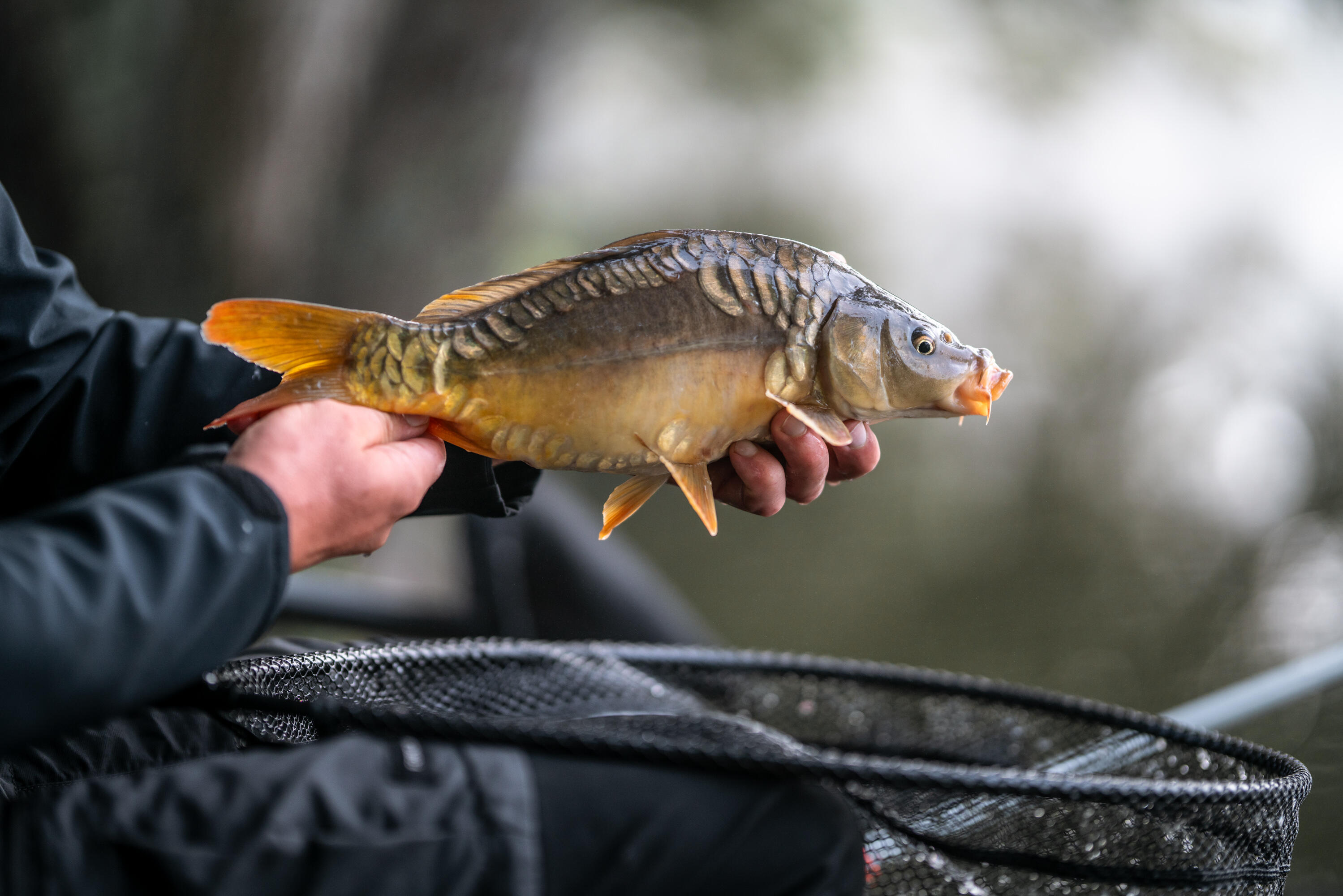 SÉRIE DE 4 BOIAS PF - F900 C11 PARA A PESCA DIRETA DA CARPA 10/11