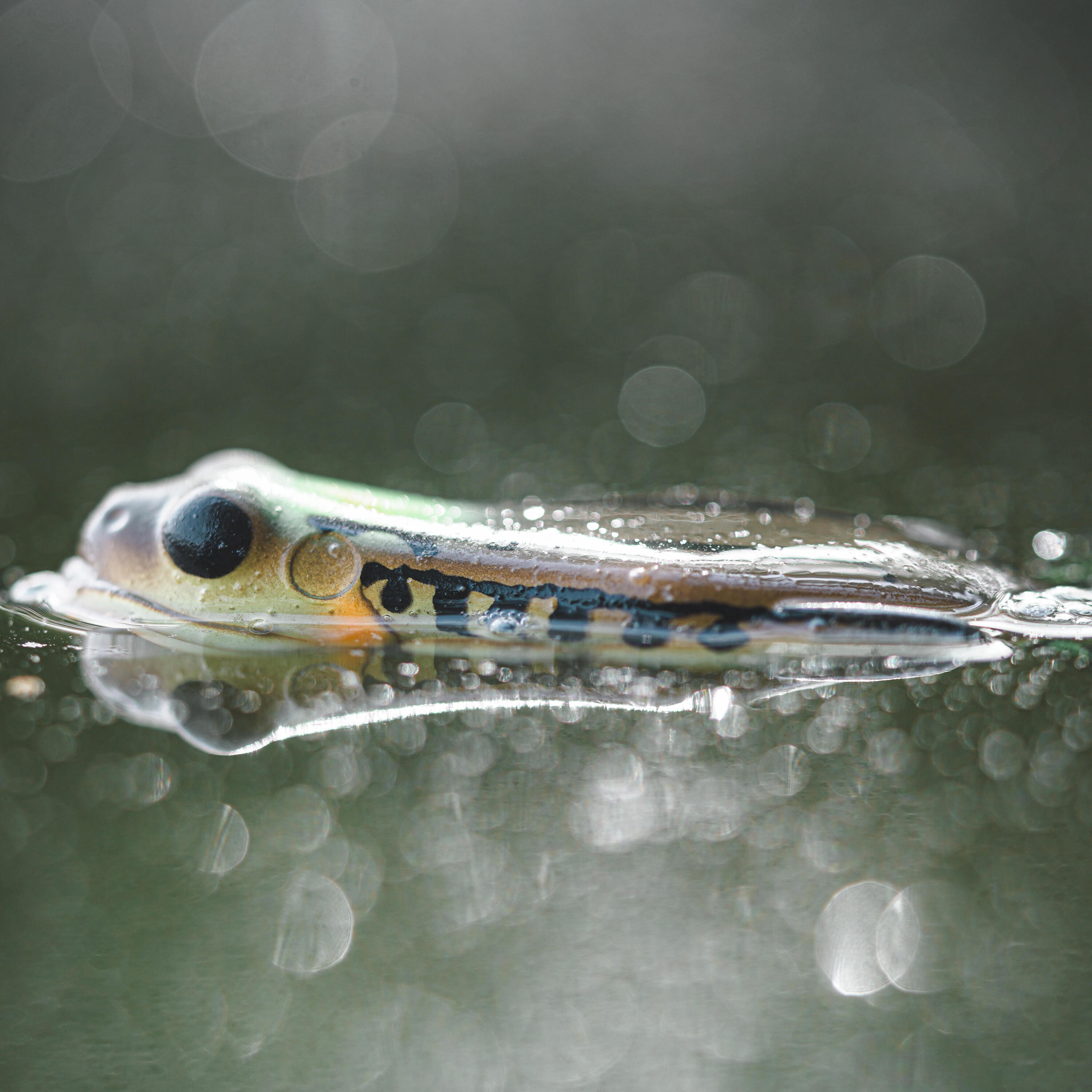 Grenouille frog frg 70 vert naturel 5/7