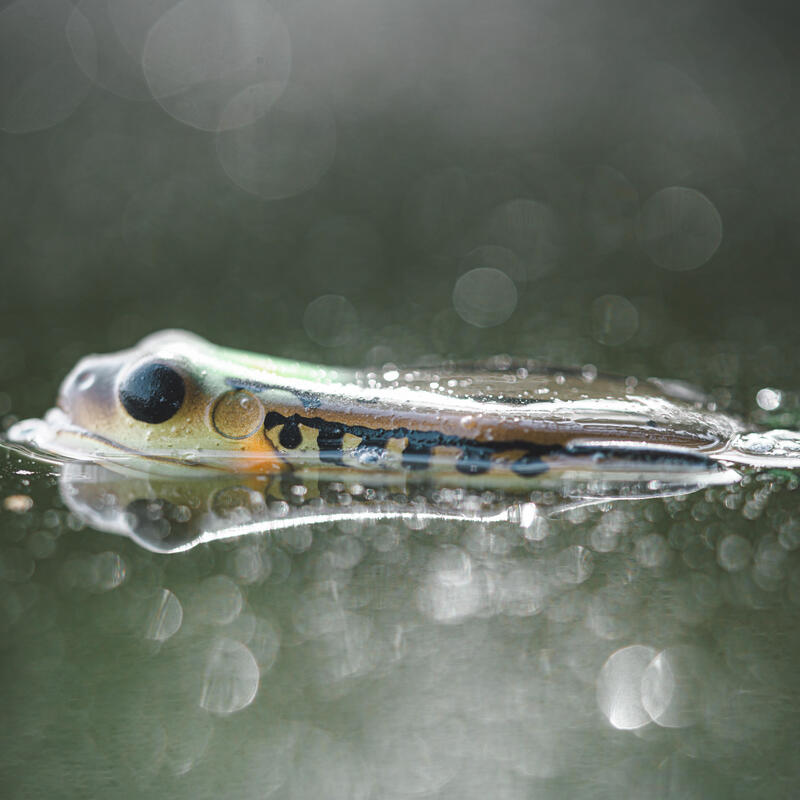 KIKKER FROG FRG 70 GROEN NATUREL