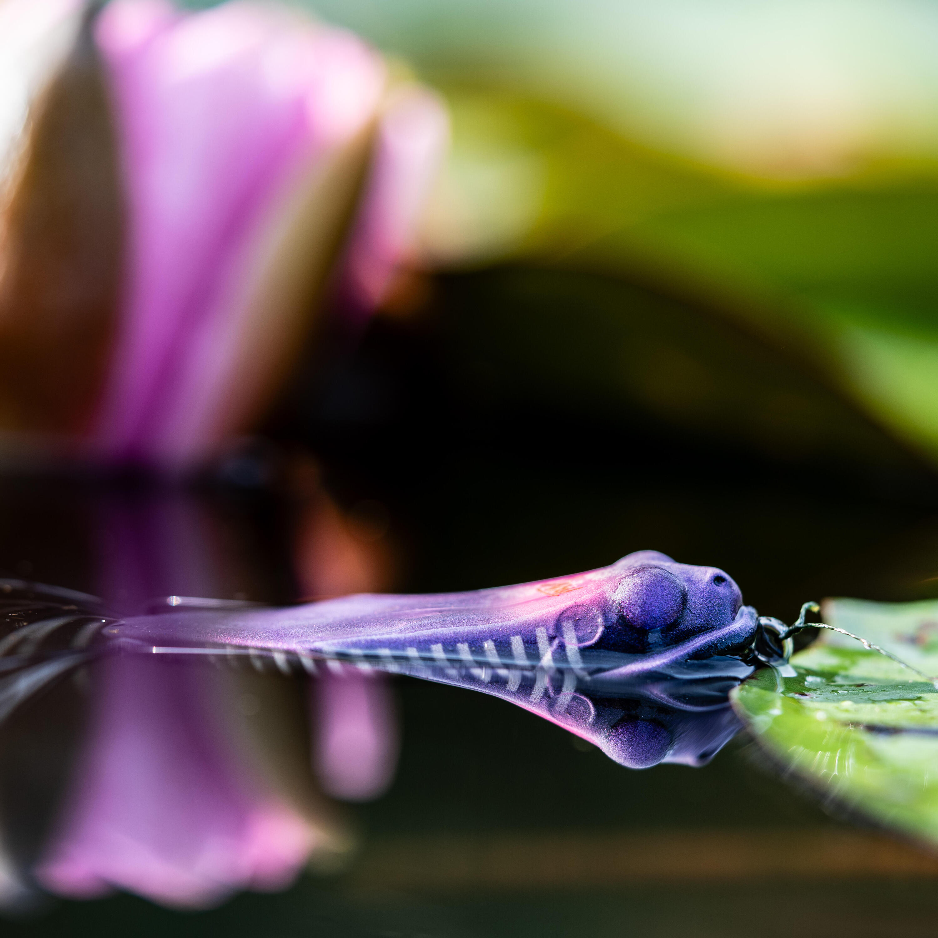 Leurre de pêche grenouille 70 – noir 6/6