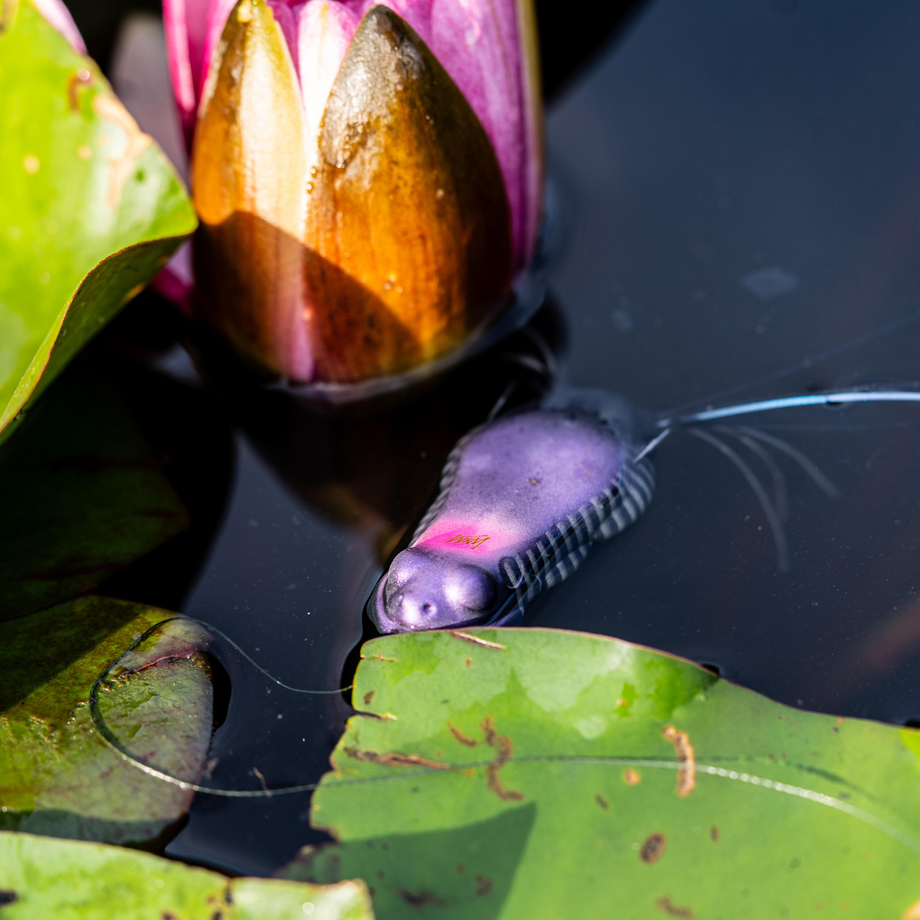 Leurre de pêche grenouille 70 – noir 5/6