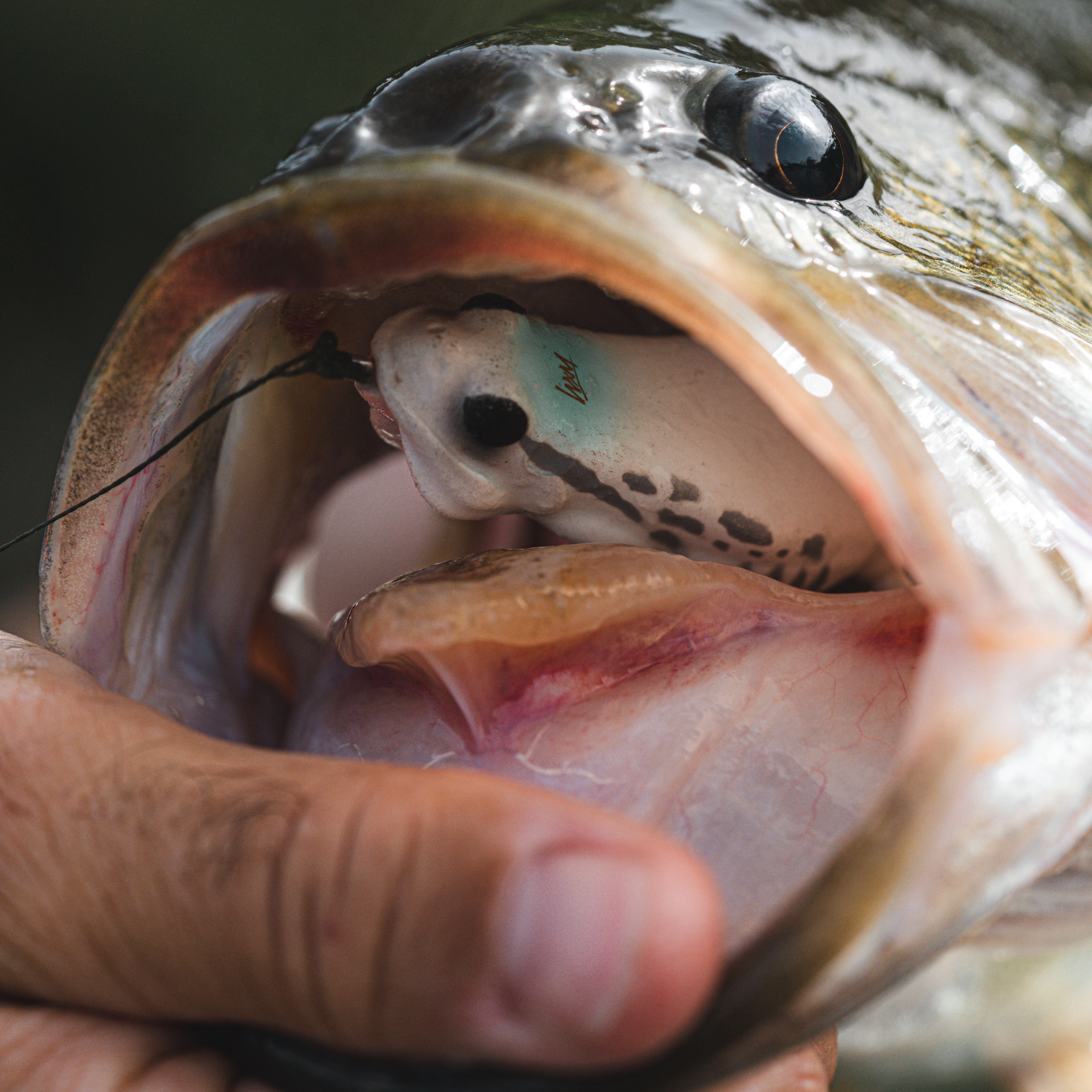Frog Lure - FRG 60 White - CAPERLAN