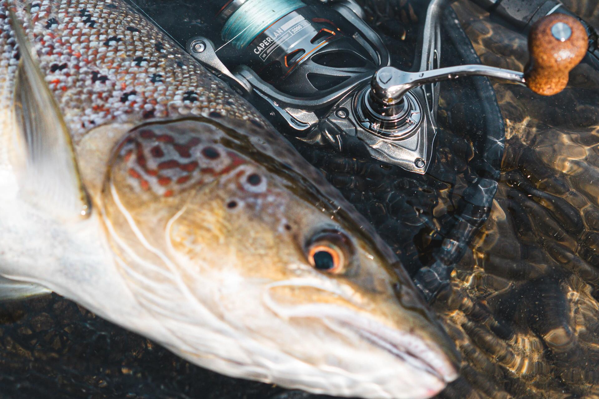 Pêche de la truite au poisson nageur : comment l'utiliser ? 