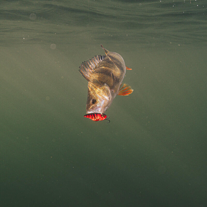 Lama vibrante pesca pesce persico KEILA gambero