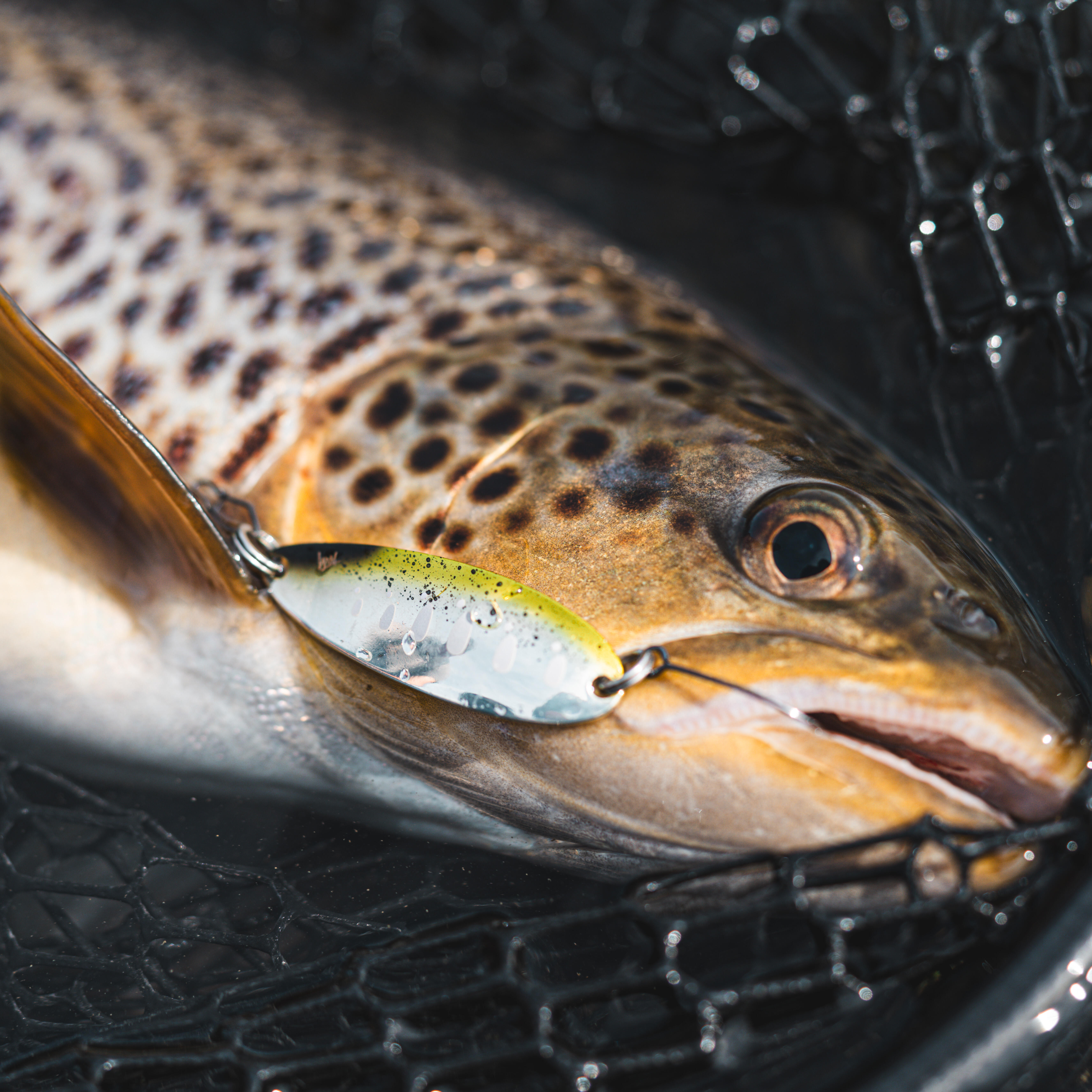 Micro Undulating Trout Spoon - KEA MCO 4.5 cm 6.5 g (1 3/4", 1/5 oz.) Yamame - CAPERLAN