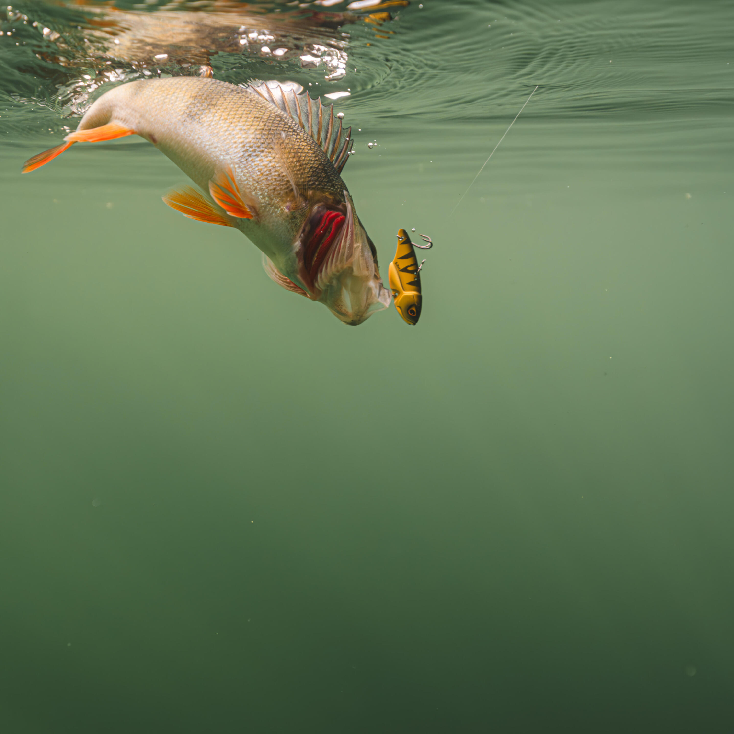 Lama vibrante pesca pesce persico KEILA 5/8