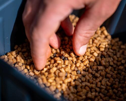 Ręka sięgająca po pellet na leszcz i lina do skrzynki