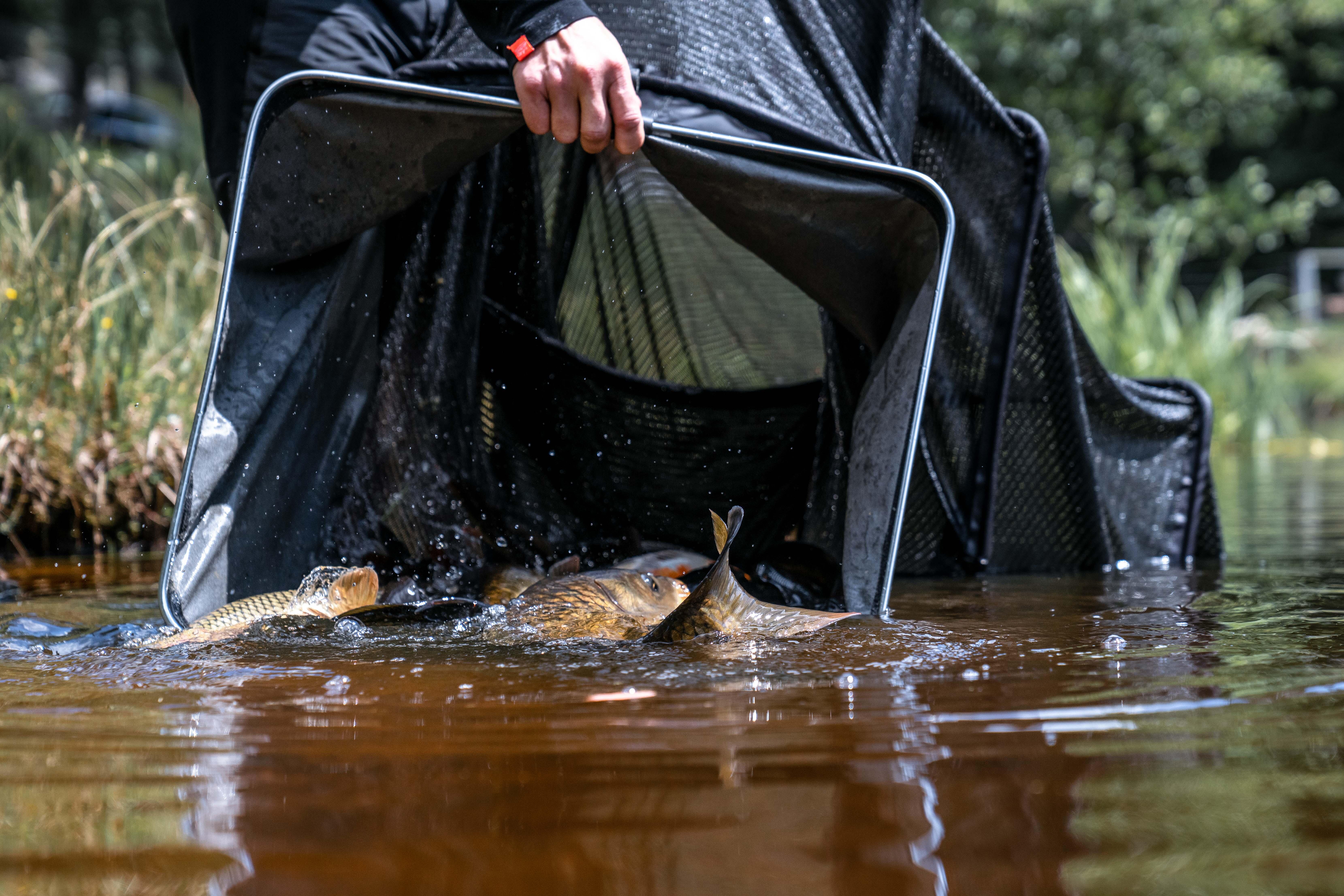 Keepnet holding freshly caught fish in shallow water