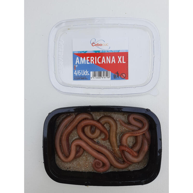 Americana XL