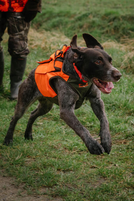Un article qui explique comment bien débuter une saison de chasse avec son chien