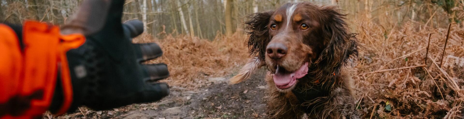 Tous nos conseils pour les chiens de chasse