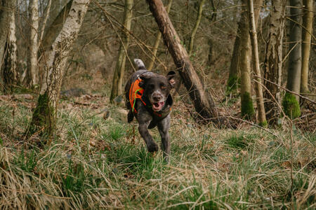 Le chien est-il le premier ambassadeur de la chasse en france