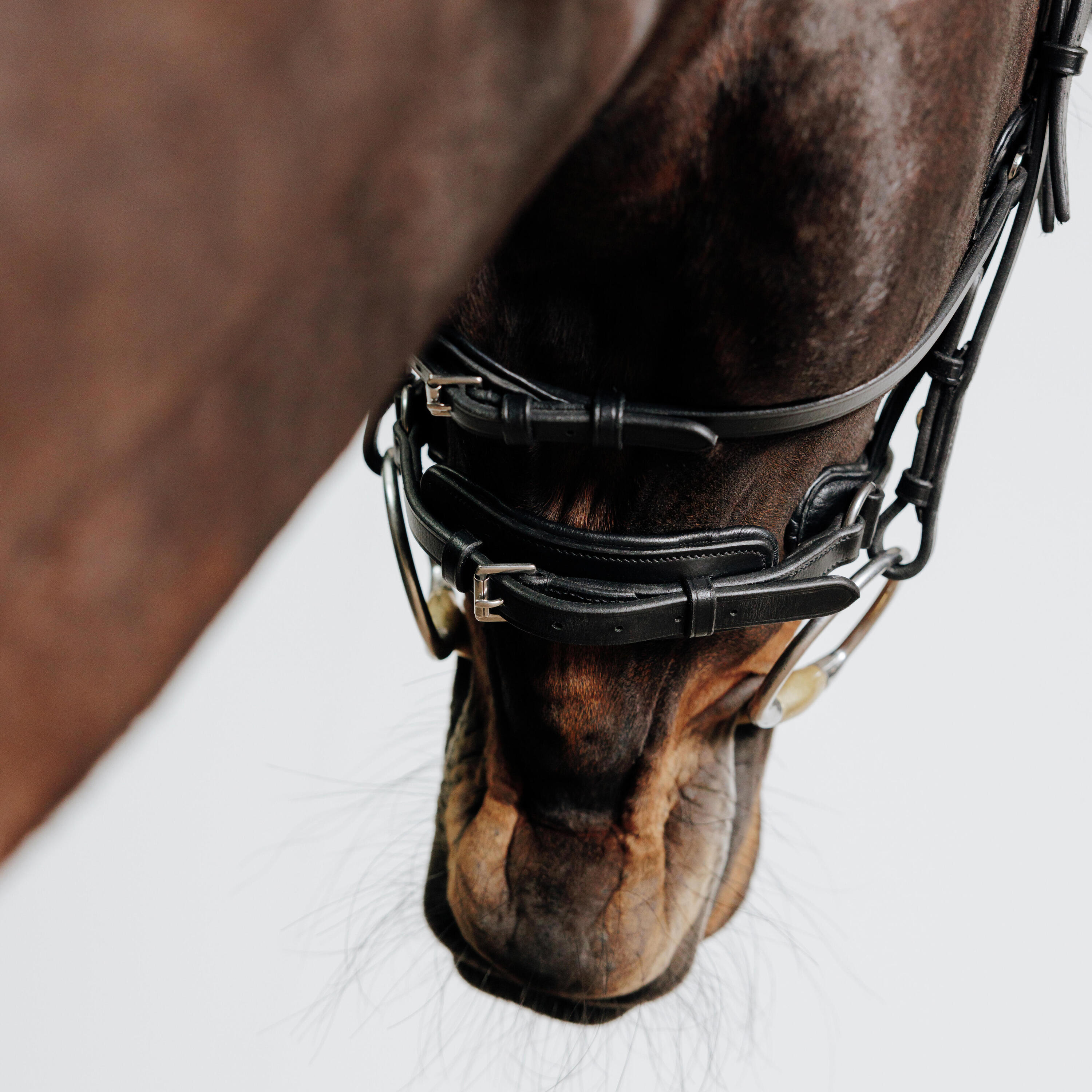 Horse Riding Leather Bridle With French Noseband for Horse & Pony 900 - Black 4/7