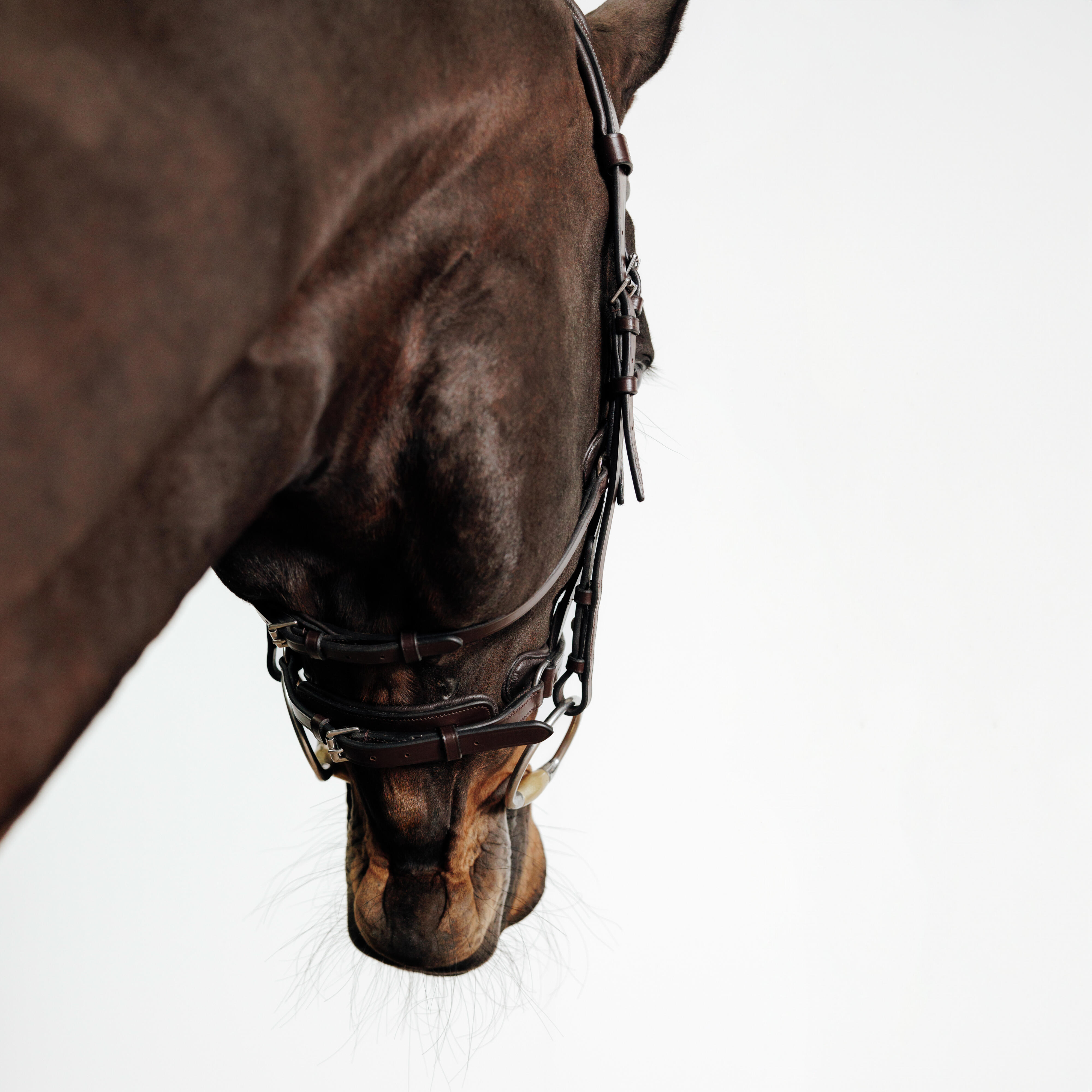Horse & Pony Riding Leather Bridle with French Noseband - 900 Brown - FOUGANZA