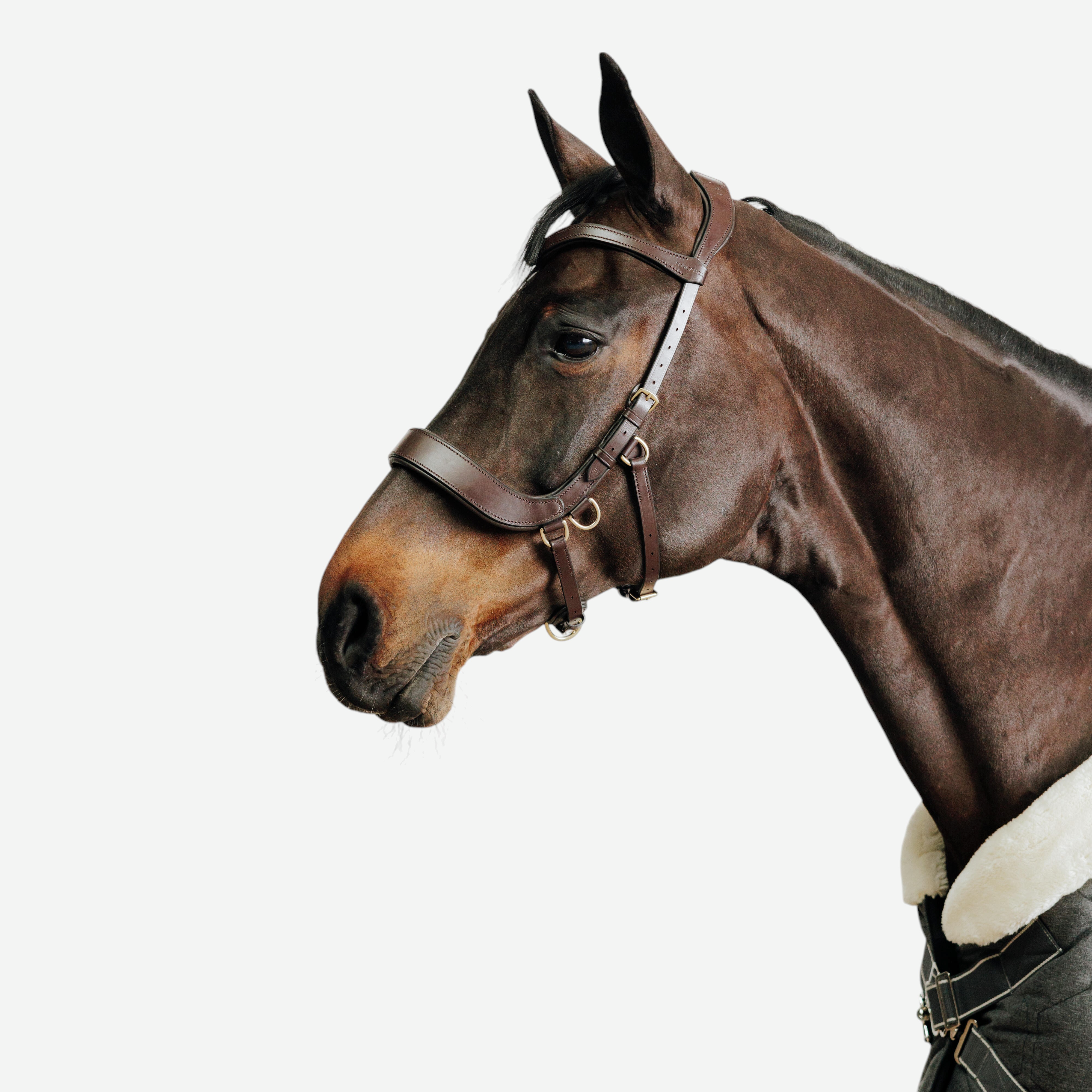 Filet sans mors équitation cheval et poney - marron - Equitation - Fouganza- Clubs - Entreprises - Collectivités - Associations