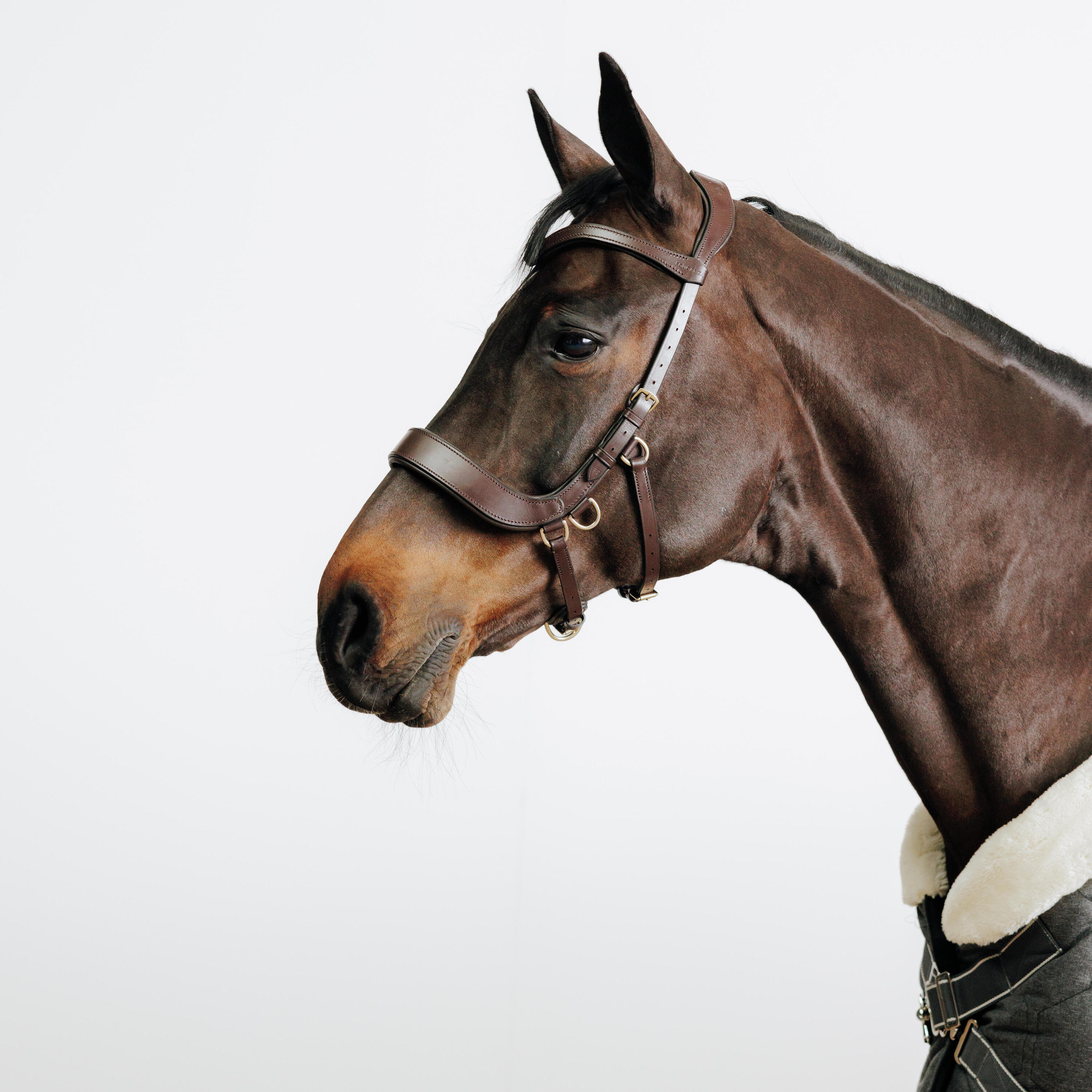 Horse and Pony Bitless Bridle - Brown 1/4