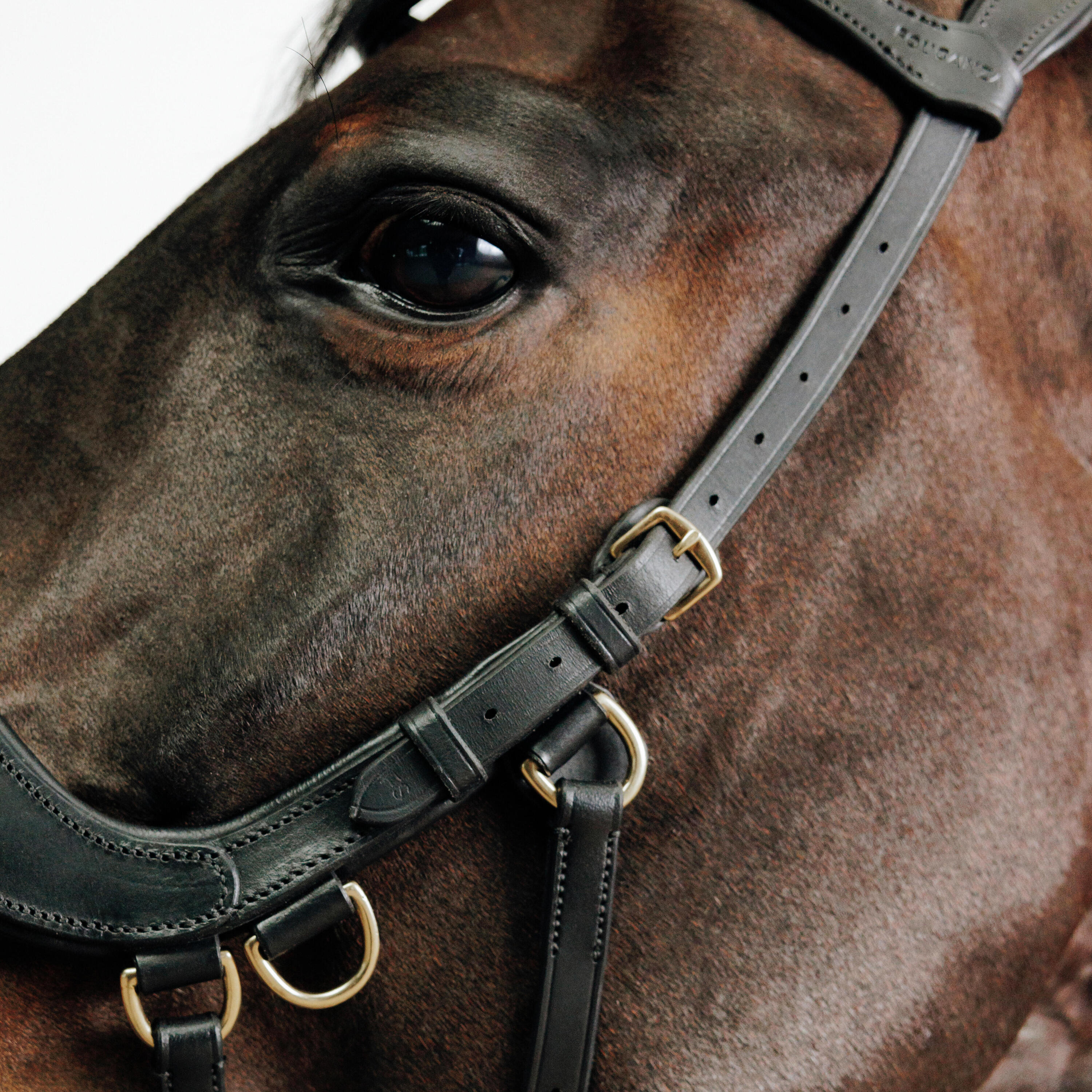 Horse and Pony Bitless Bridle - Black 3/4