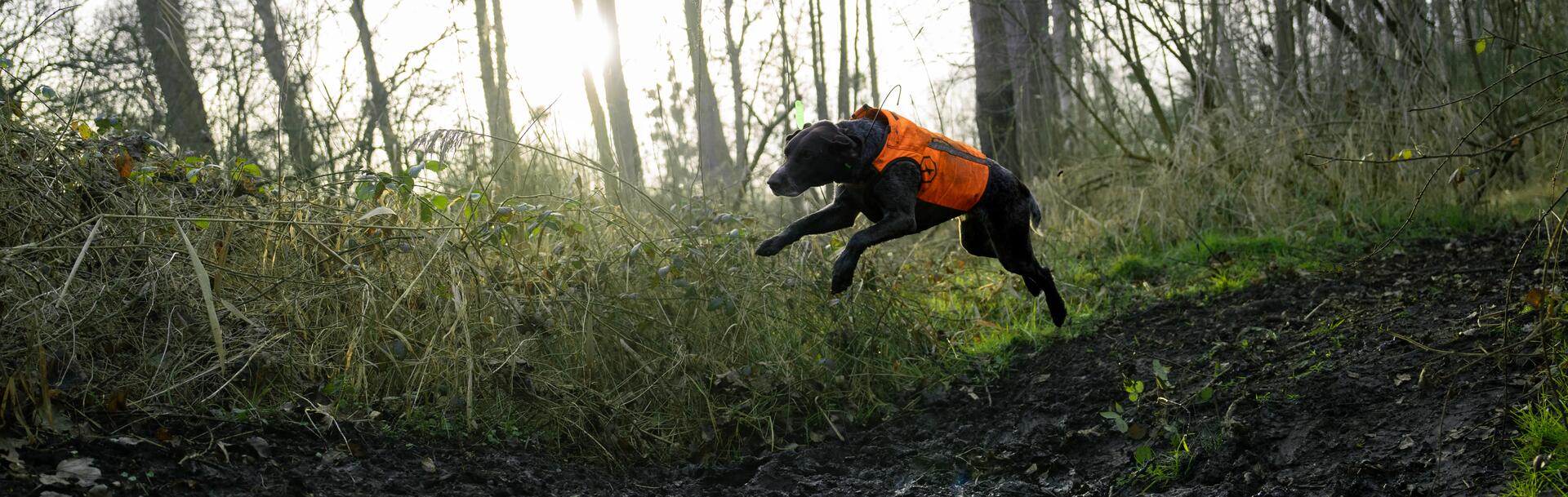 Un chien en pleine chasse au grand gibier avec un gilet de protection