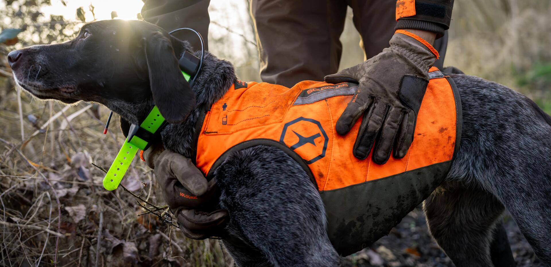 Un chien de chasse avec un gilet de protection