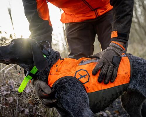 Un chien de chasse avec un gilet de protection