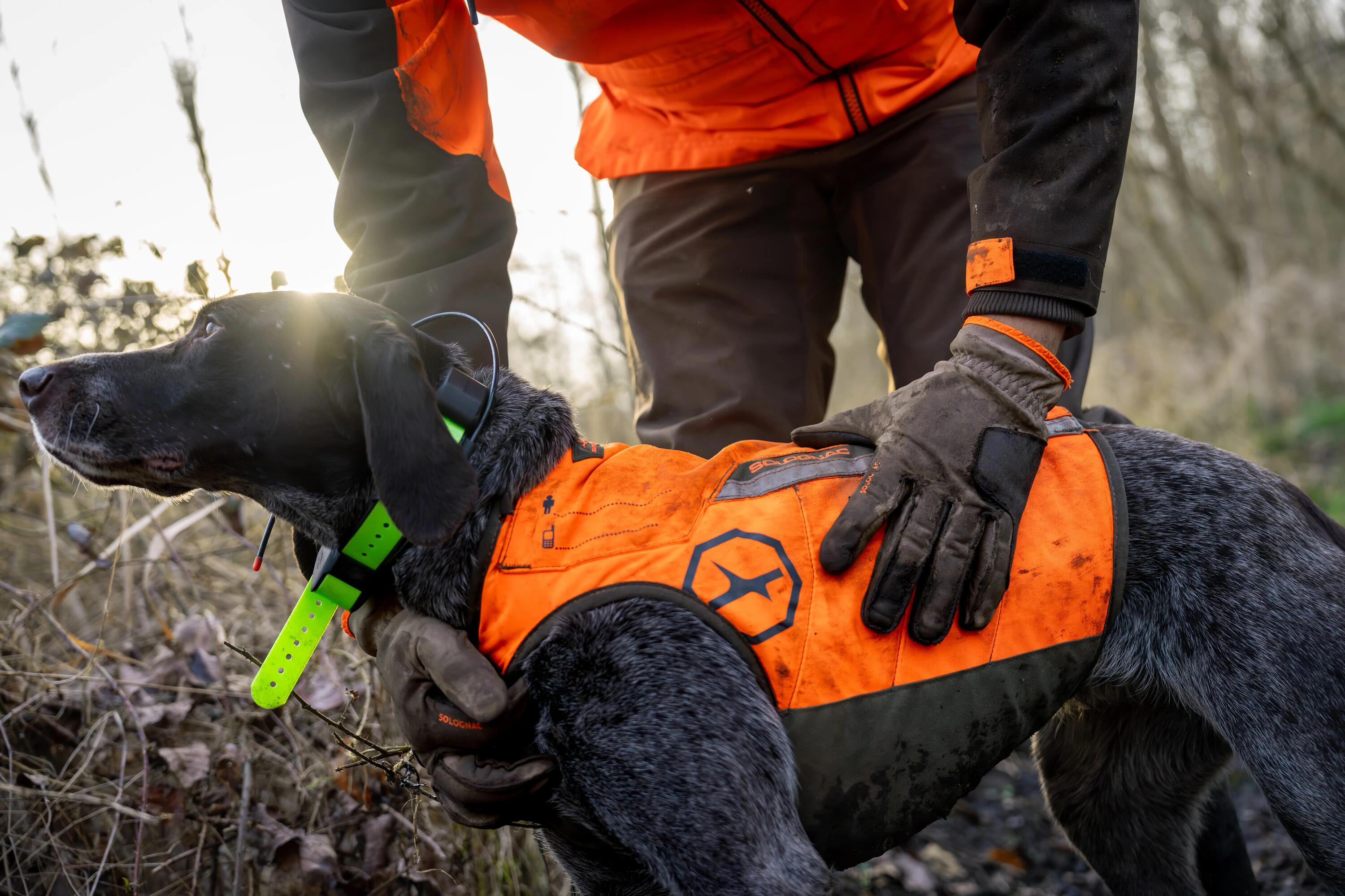 Comment choisir un gilet de protection pour chien de chasse ?