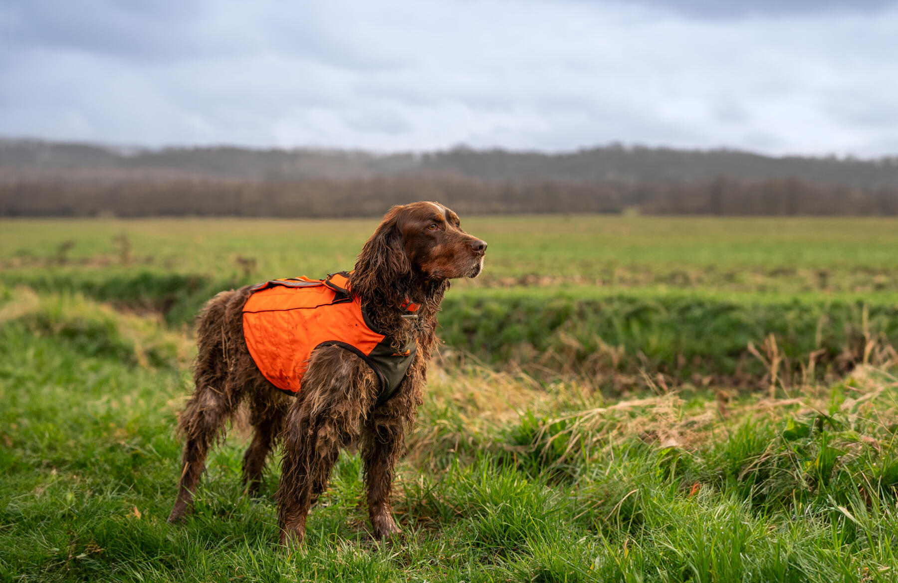 Which breed of dog for which type of hunting?