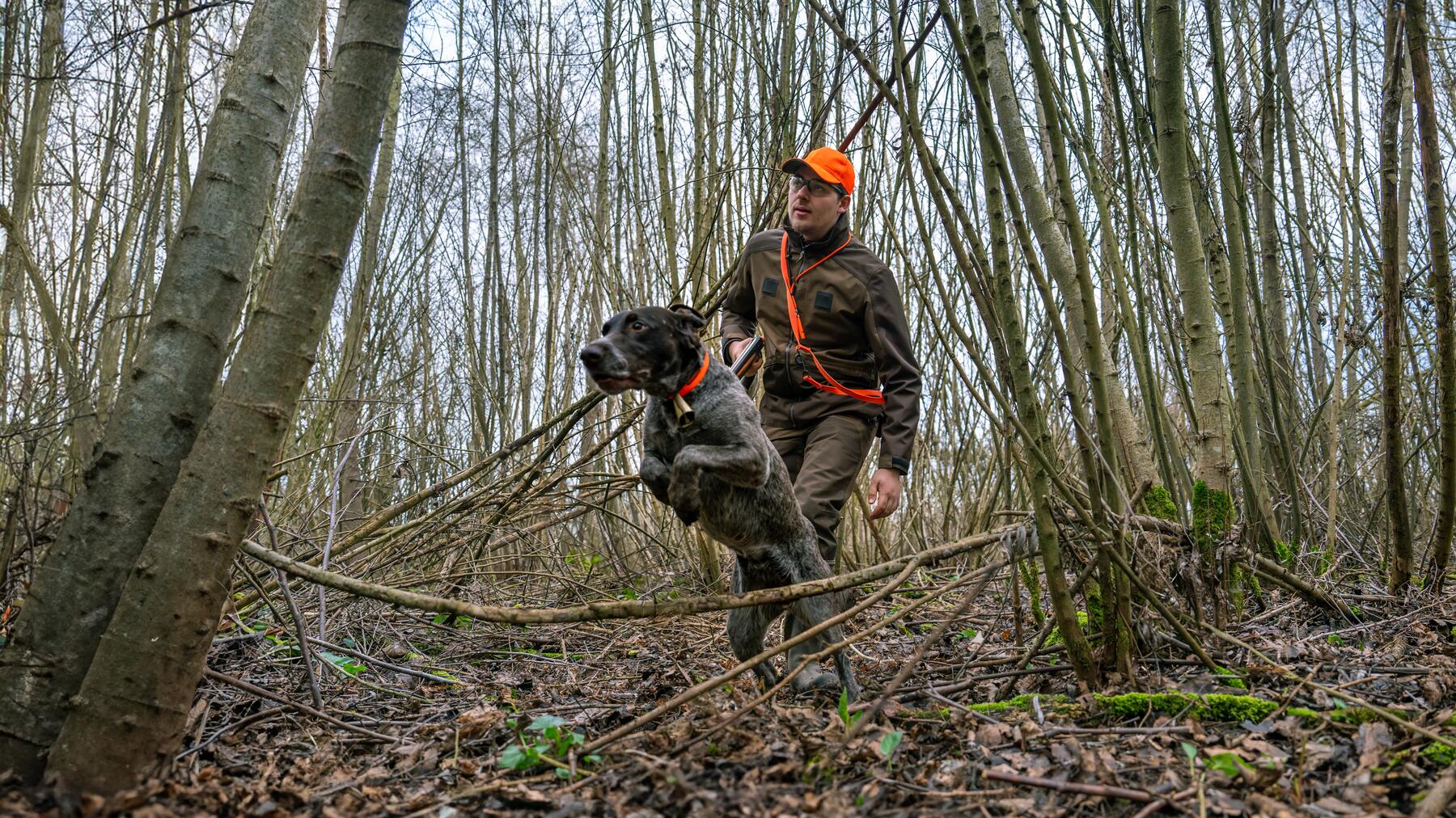 Which breed of dog for which type of hunting?
