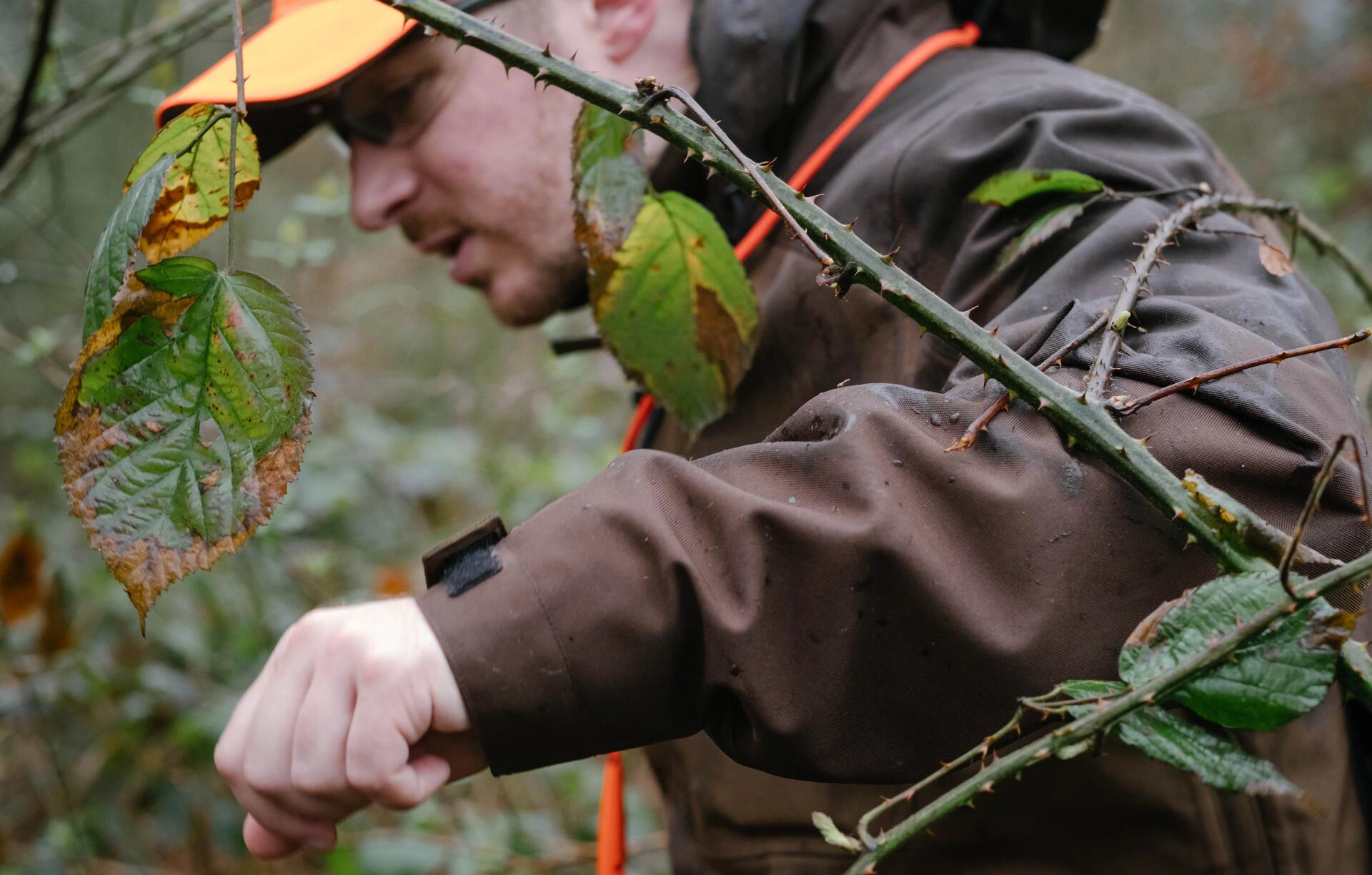 Un bécassier au milieu d'un roncier pour traquer la belles de bois