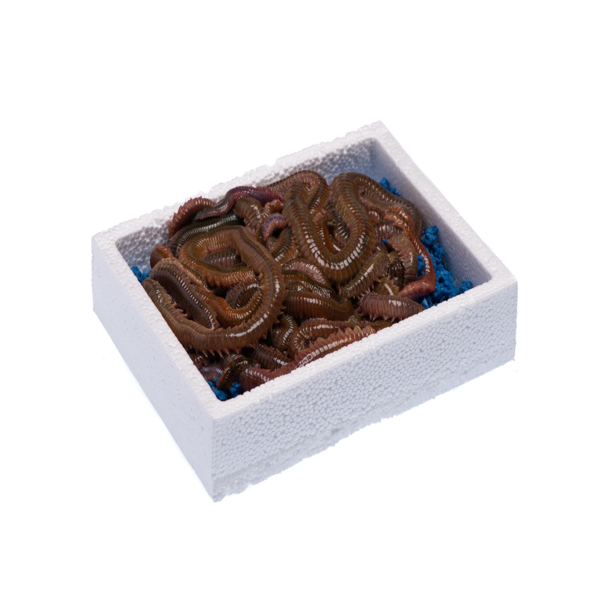 COREANO ROJO JUMBO MICEBO 2/3