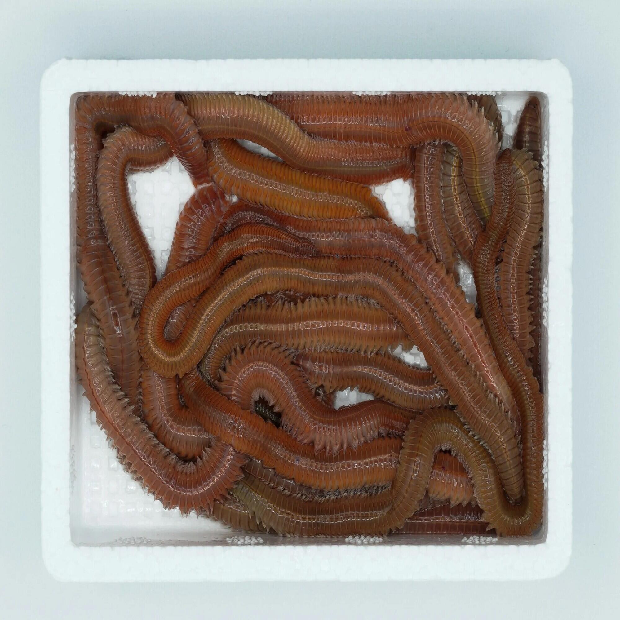 SERVICEBO picture