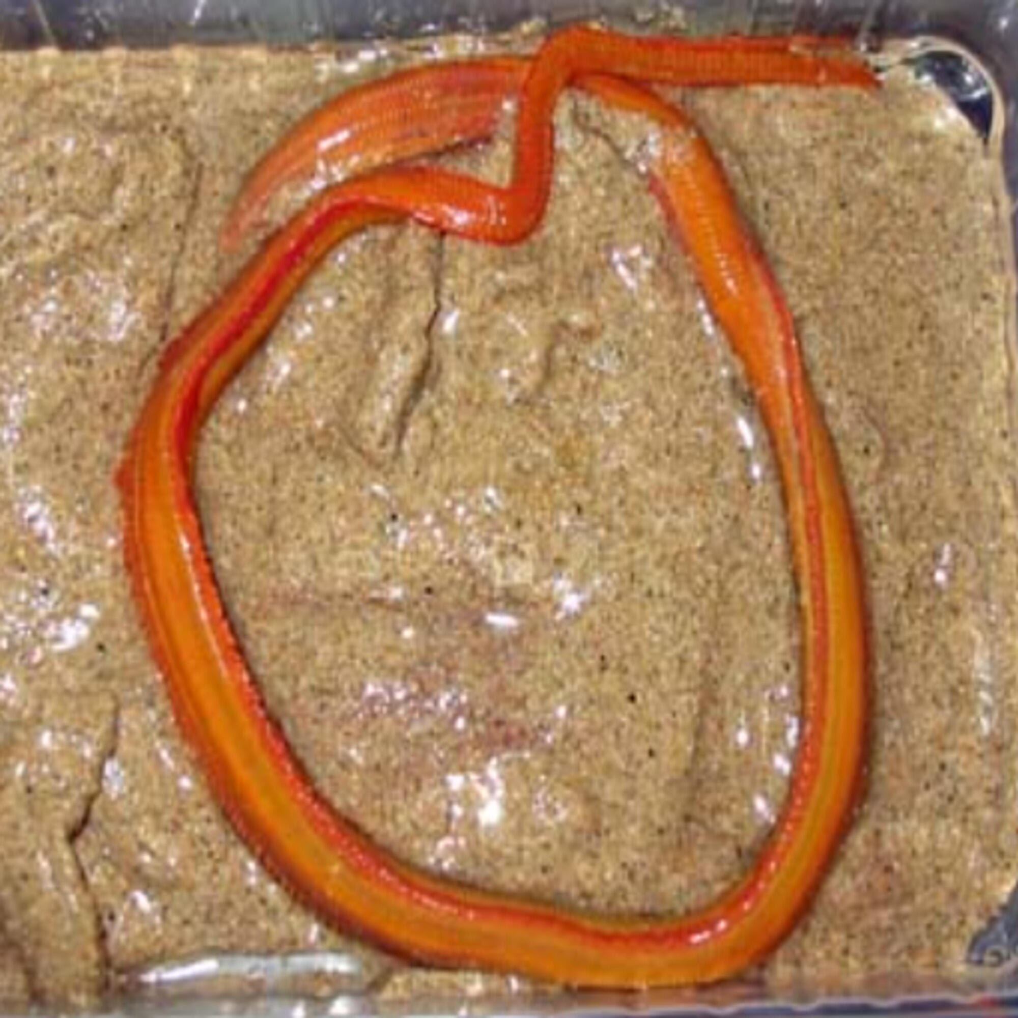 SERVICEBO picture