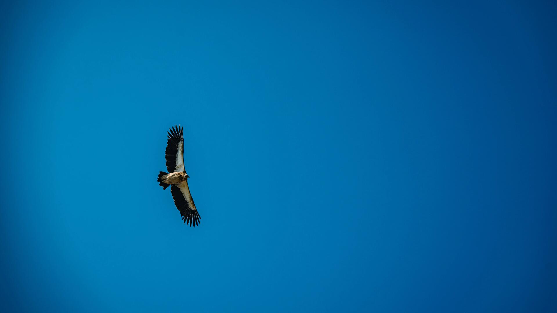 RIVERSIDE 900 GRIS ORANGE 2020